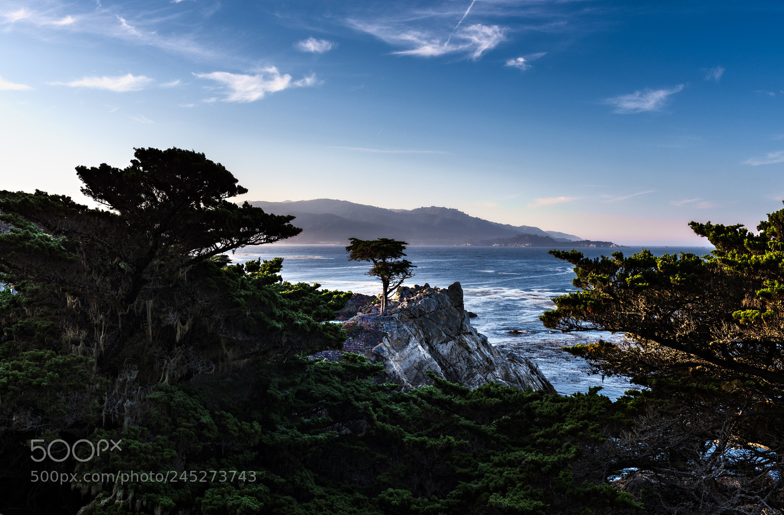 Nikon D810 sample photo. Lone cypress photography