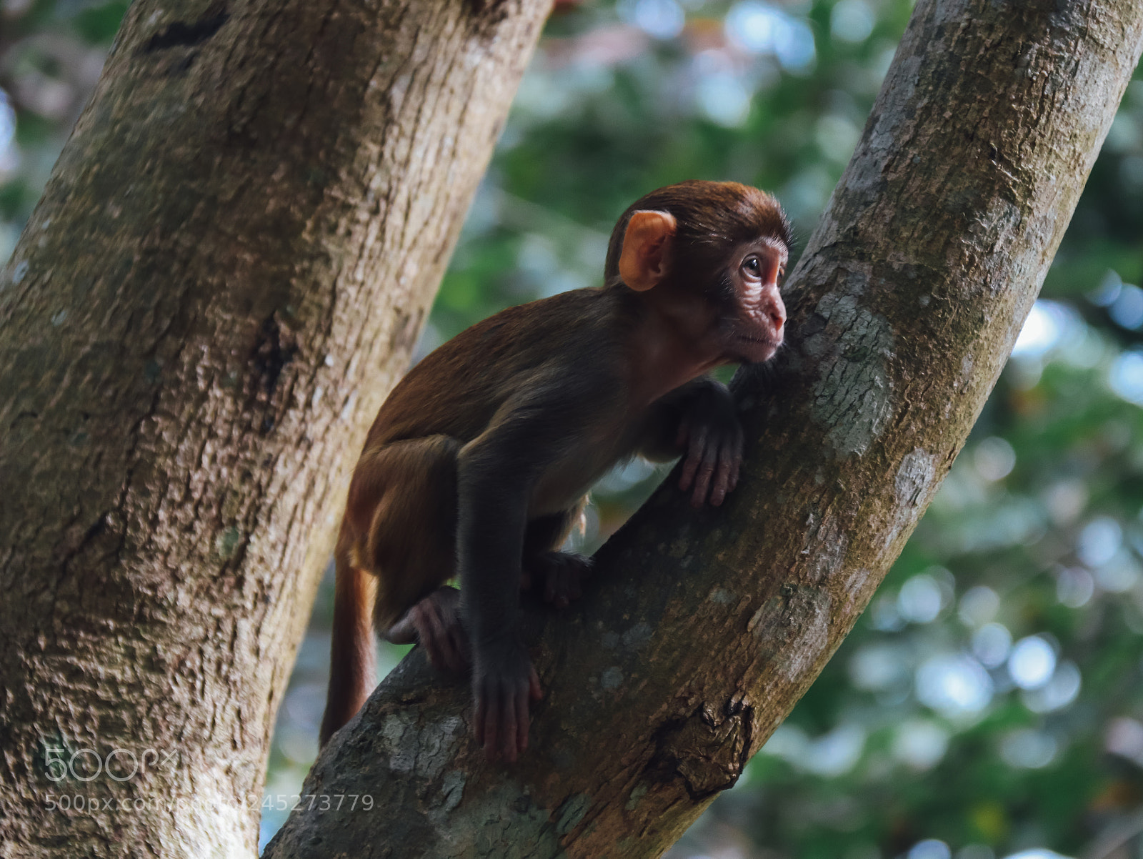 Canon EOS 800D (EOS Rebel T7i / EOS Kiss X9i) sample photo. The thinker photography