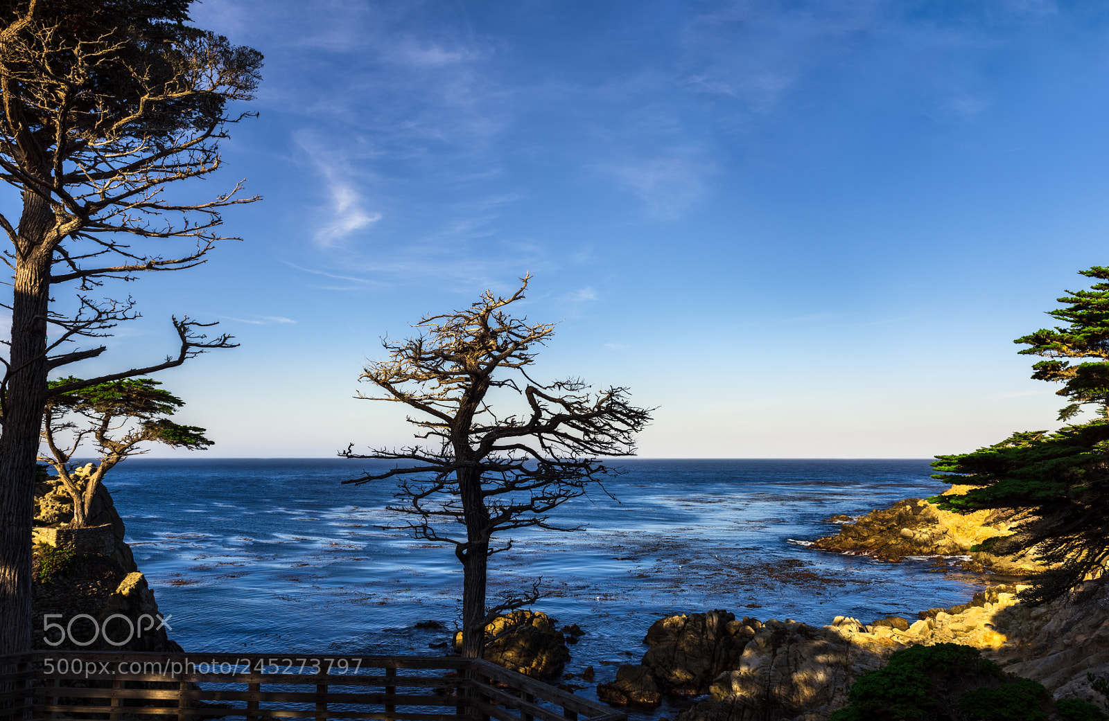 Nikon D810 sample photo. 17 mile drive photography