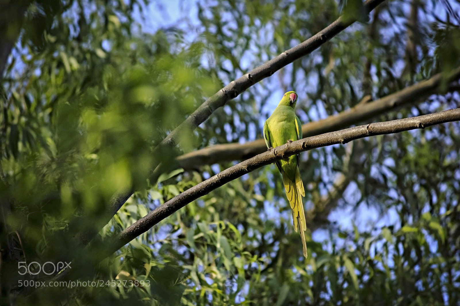 Canon EOS 60D sample photo. Parrot photography