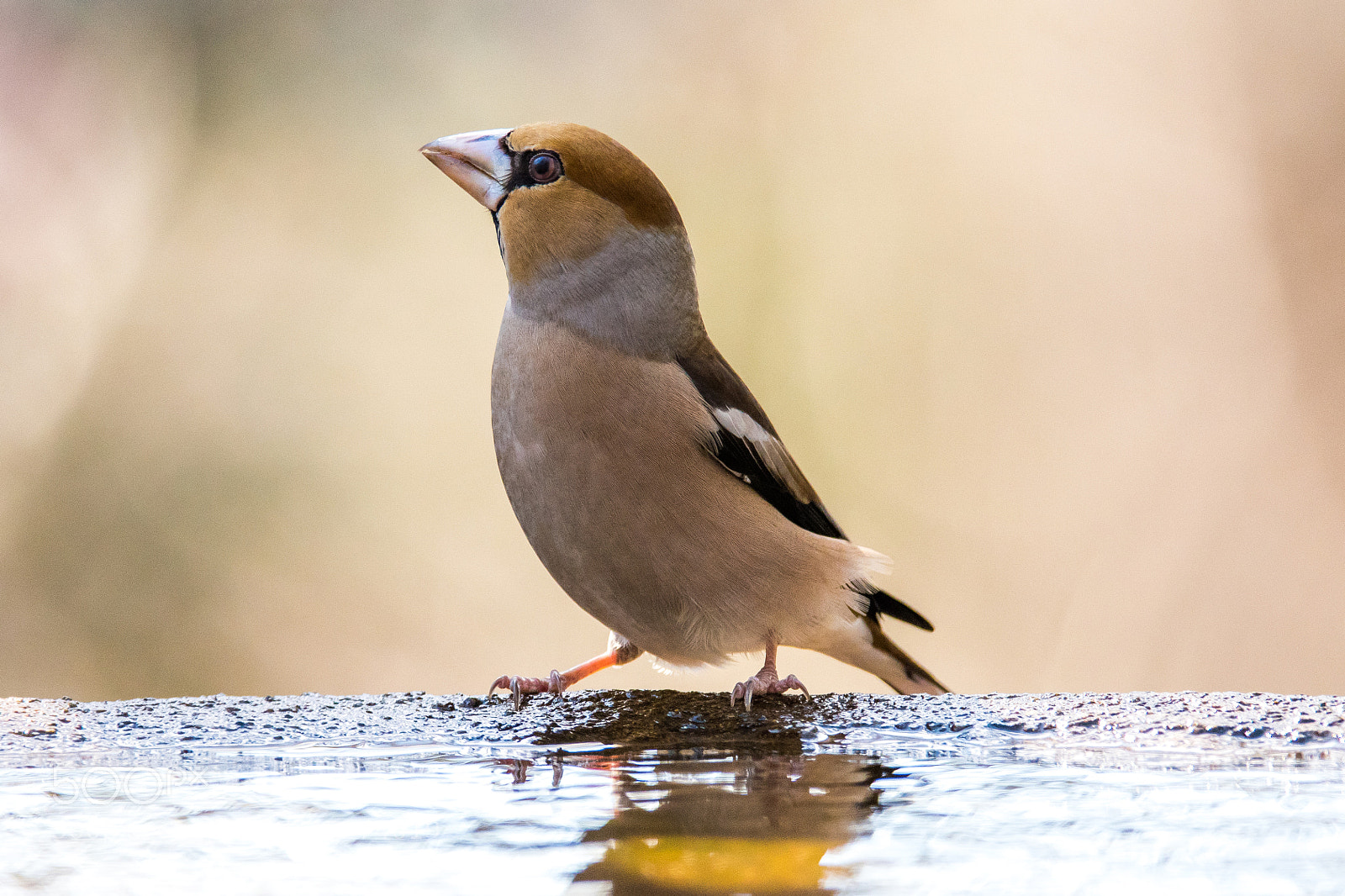 Nikon D500 sample photo. Hawfinch photography