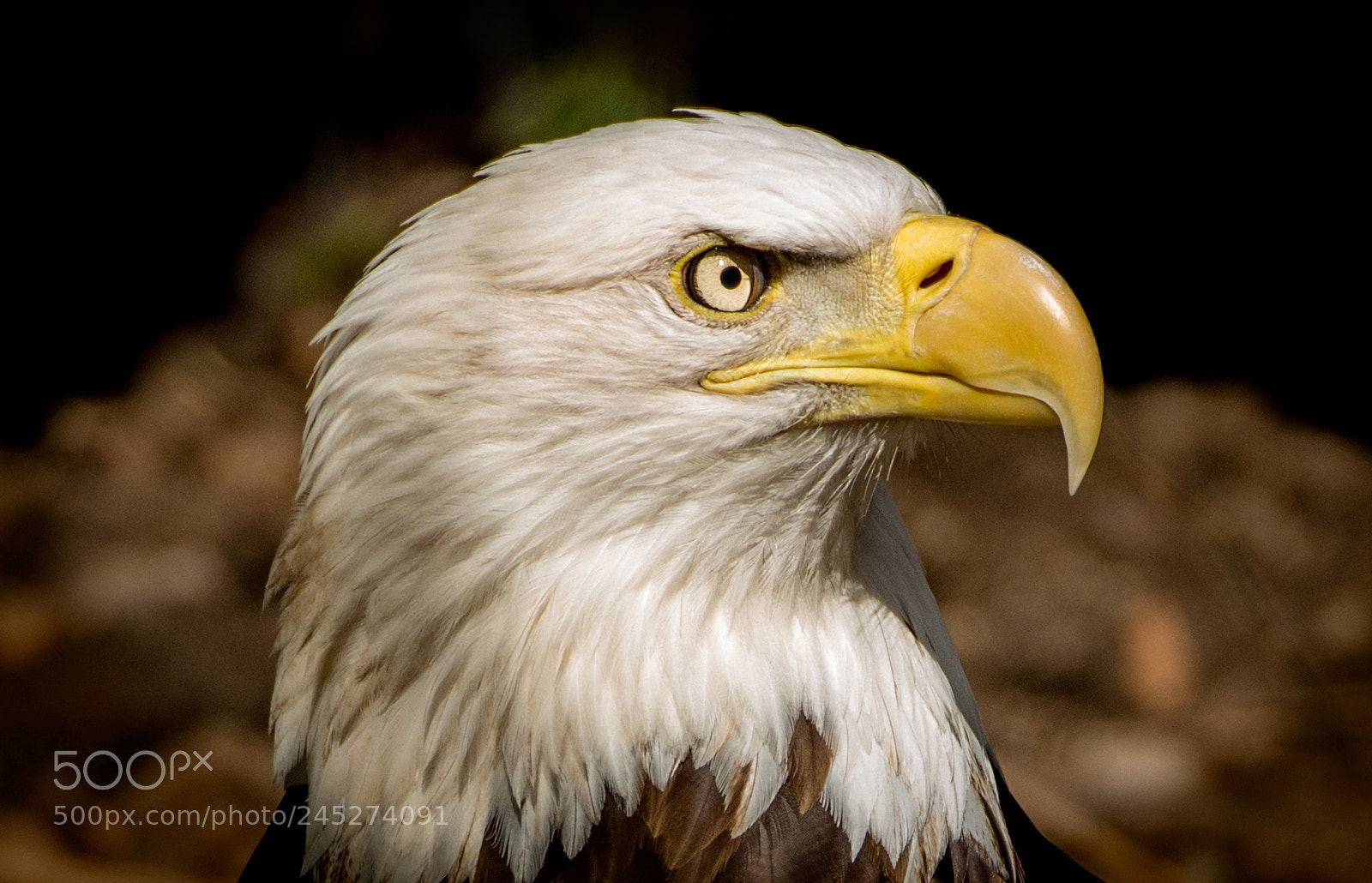 Nikon D800 sample photo. Profile in courage photography