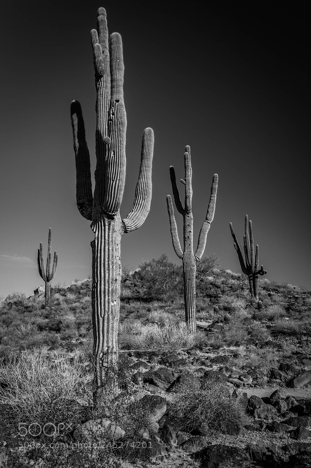 Canon EOS 600D (Rebel EOS T3i / EOS Kiss X5) sample photo. Sonoran soldiers photography