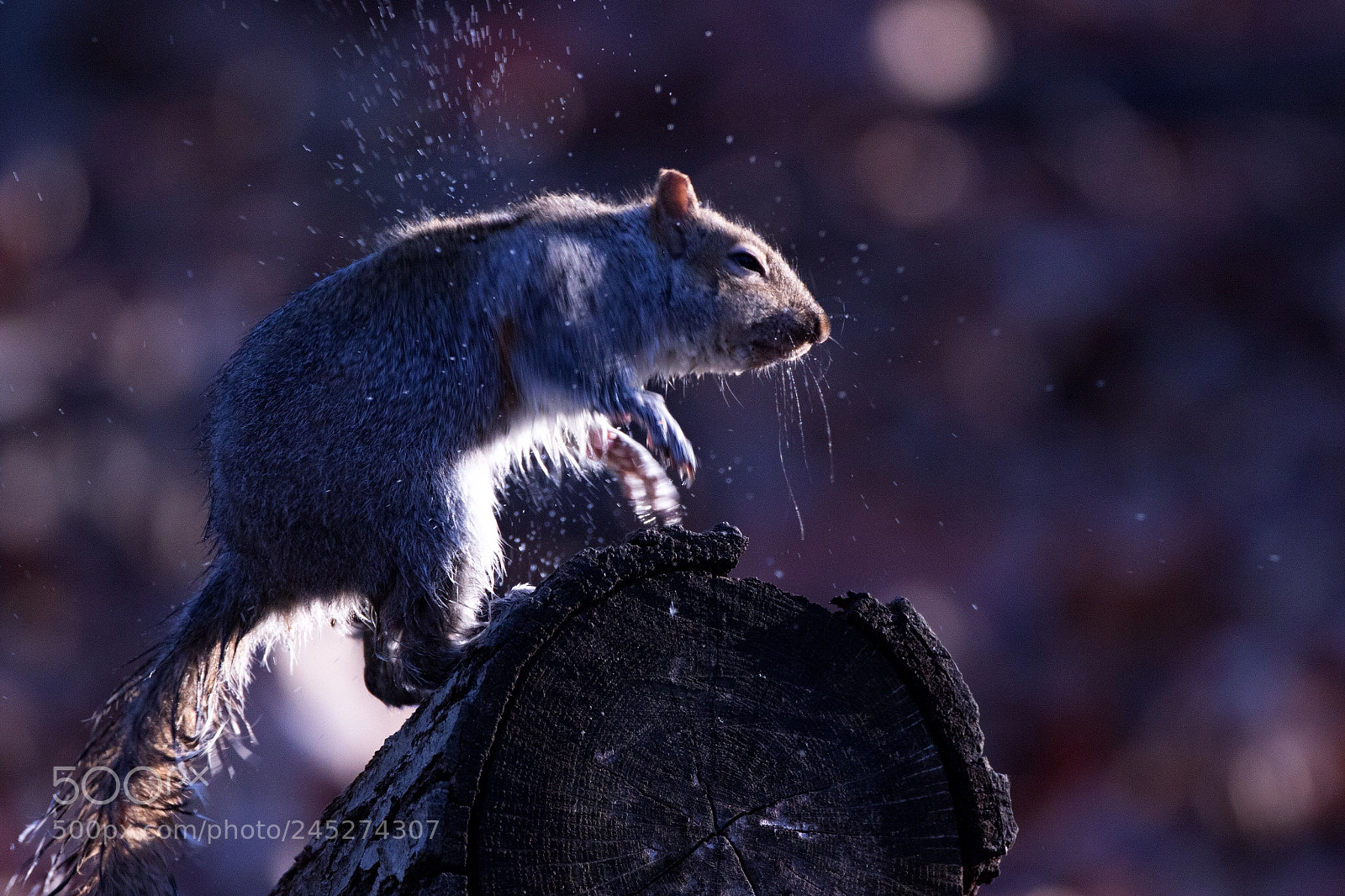 Canon EOS 7D Mark II sample photo. Squirrel shake photography