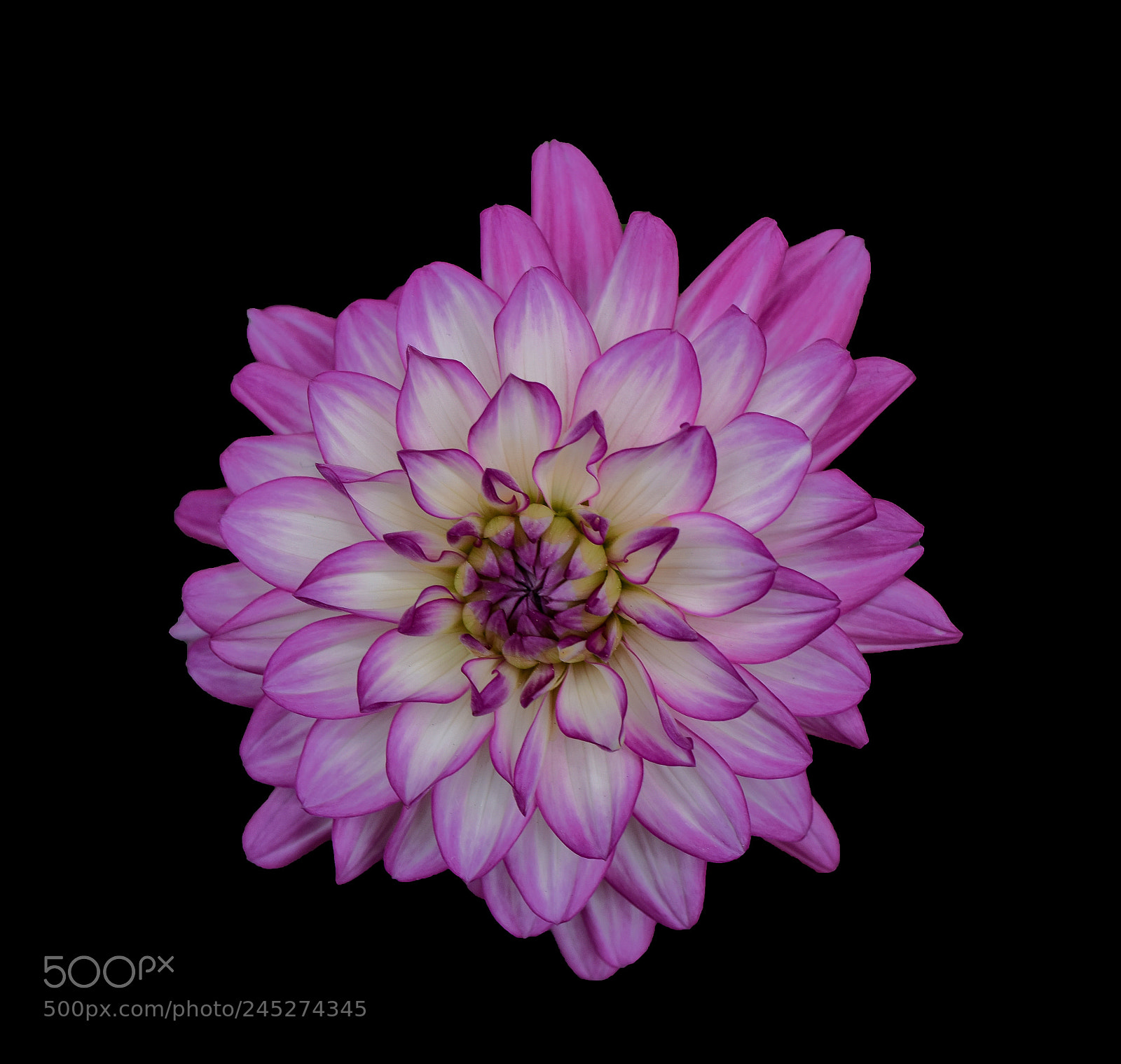 Nikon D810 sample photo. Greenhouse dalhia photography