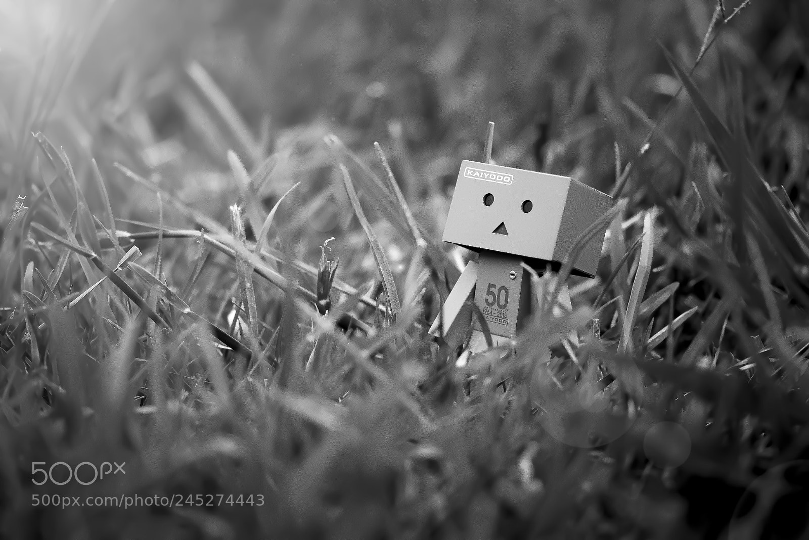 Nikon D800 sample photo. Lost photography