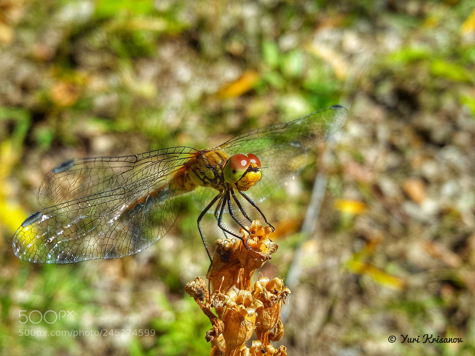 Samsung Galaxy Alpha sample photo. Dragonfly spread its wings photography