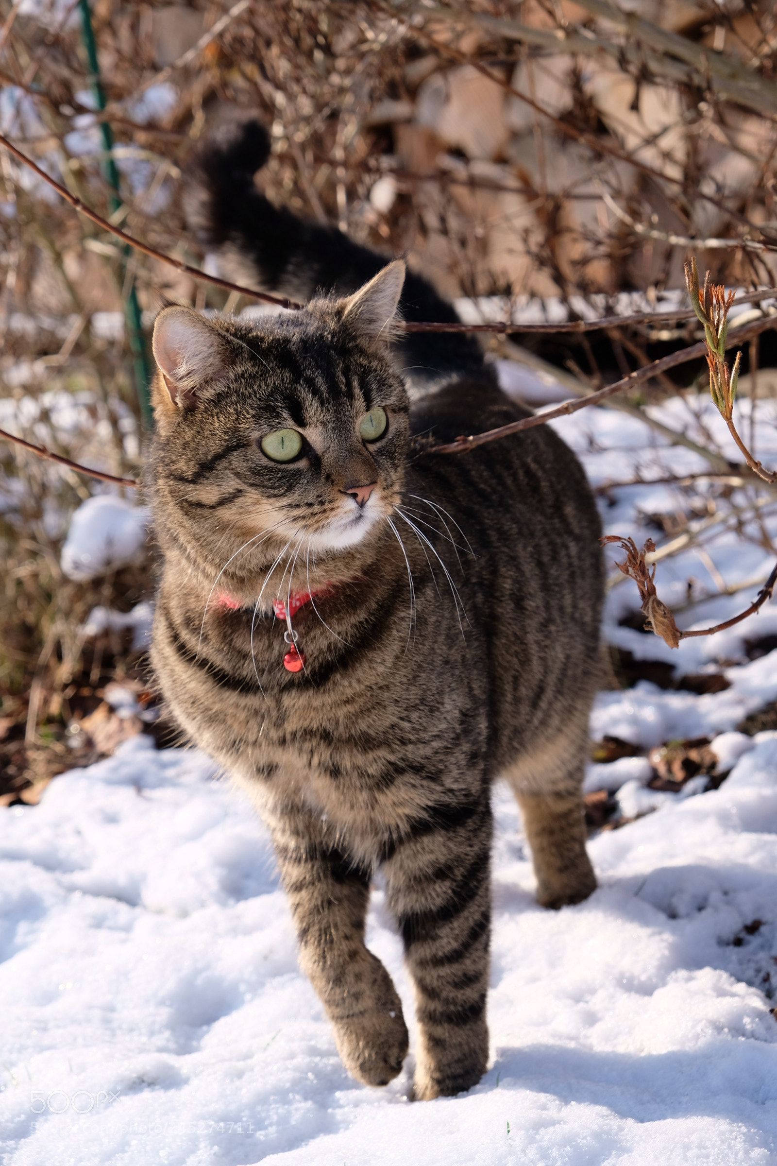 Fujifilm X-T20 sample photo. Chiara photography
