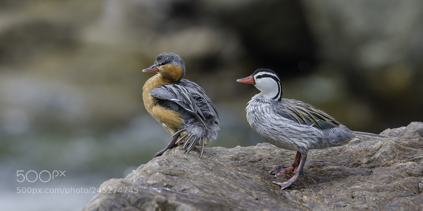 Nikon D500 sample photo. Quite the pair.. photography