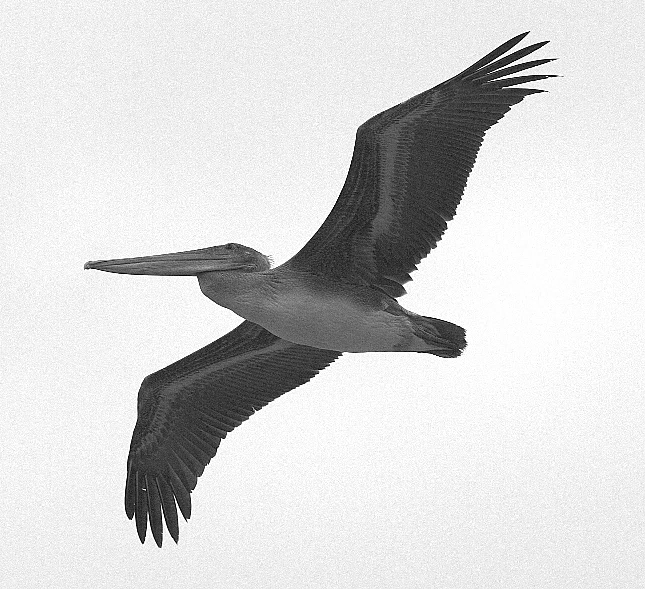 Canon EOS 7D + Canon EF 70-300mm F4-5.6 IS USM sample photo. Pelican photography