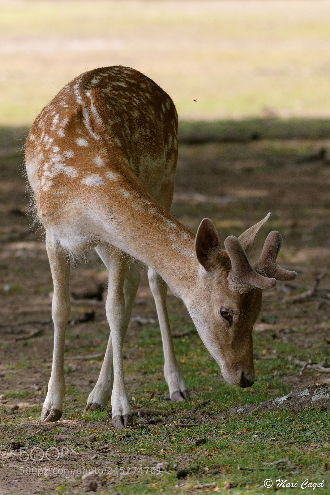 Nikon D500 sample photo. Velvet photography
