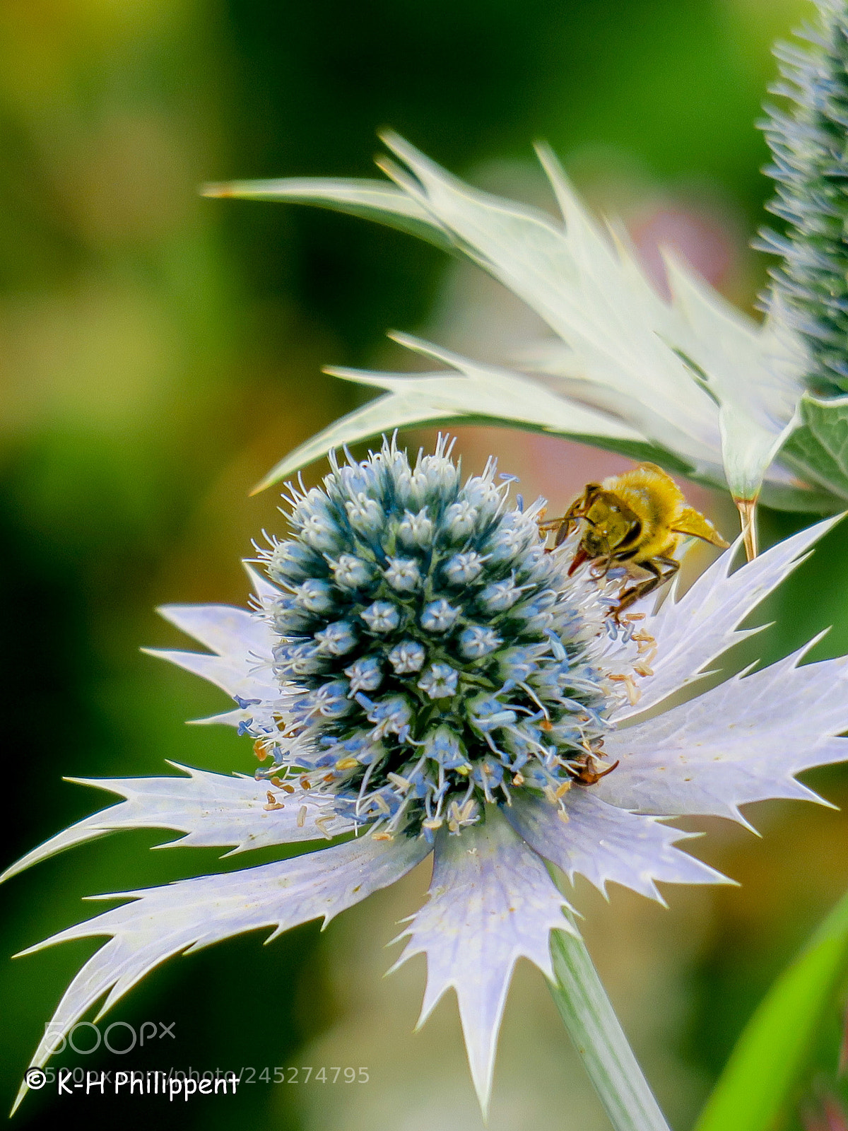 Canon PowerShot G3 X sample photo. The diligent bee die photography