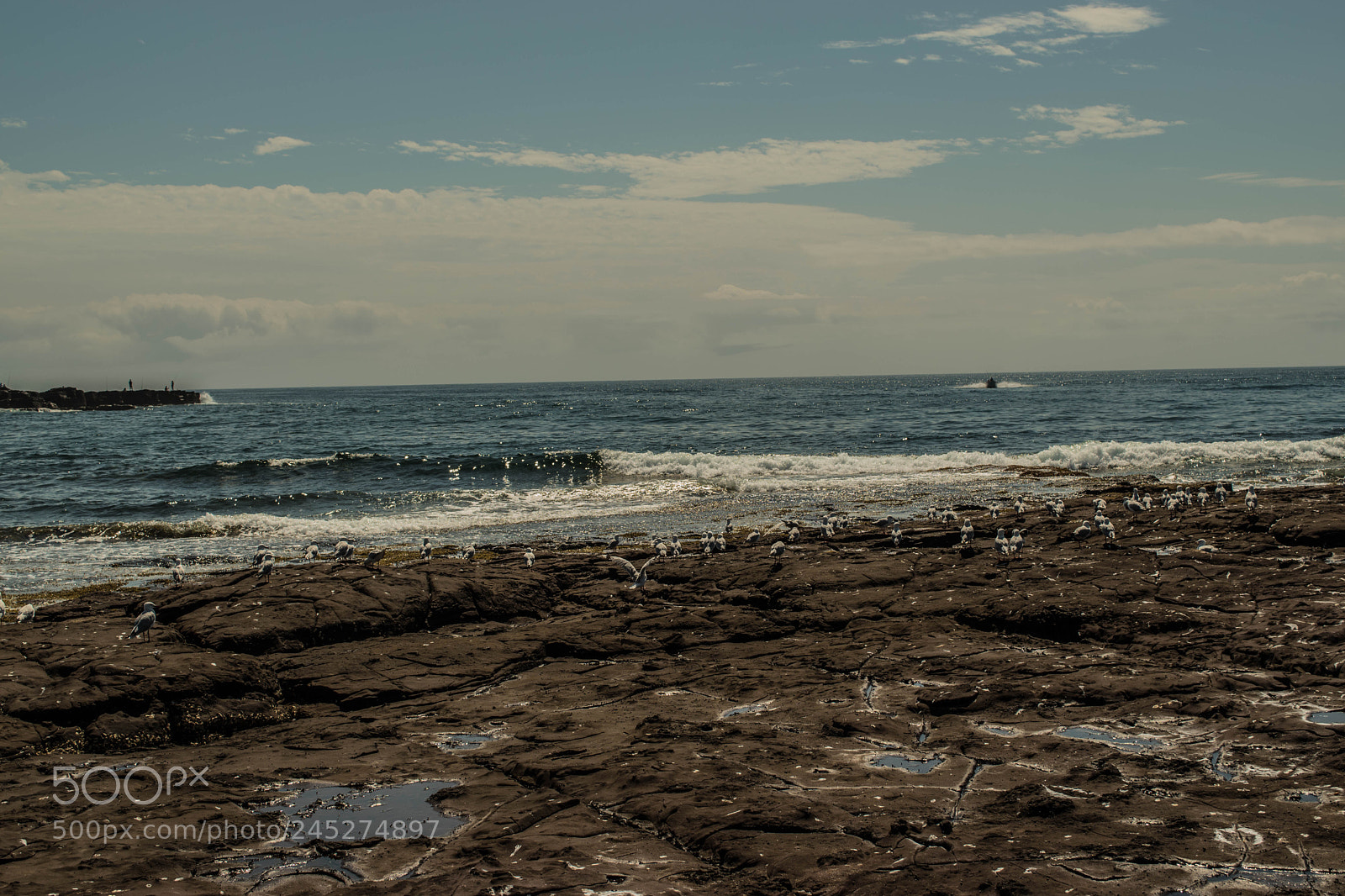 Nikon D5500 sample photo. Brave seagulls photography