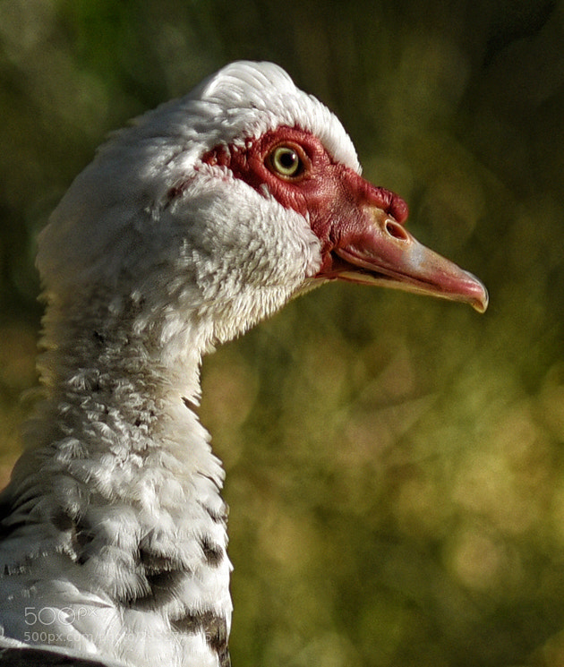 Nikon D750 sample photo. Portrait of a muscovy photography