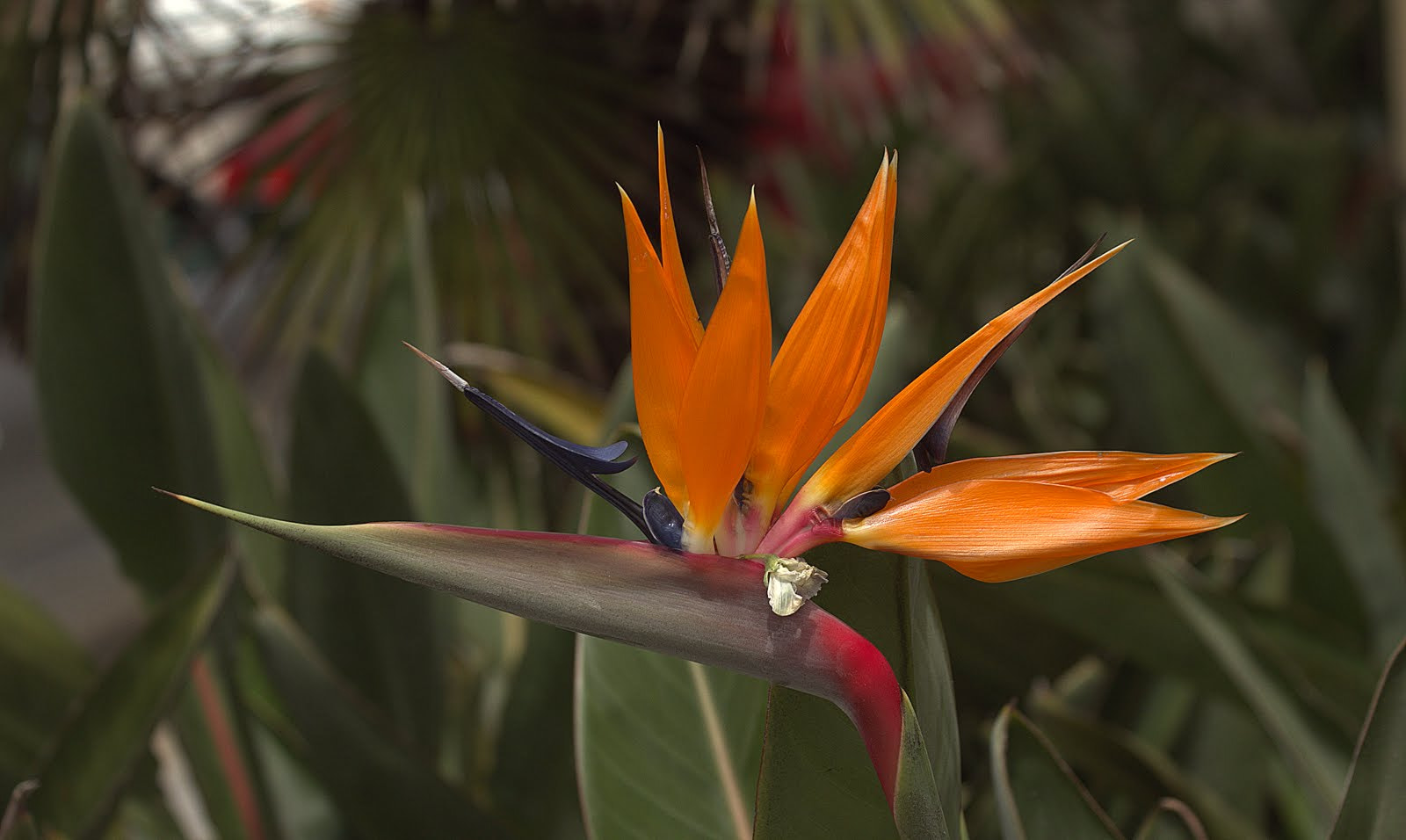 Canon EF 70-300mm F4-5.6 IS USM sample photo. Strelitzia photography