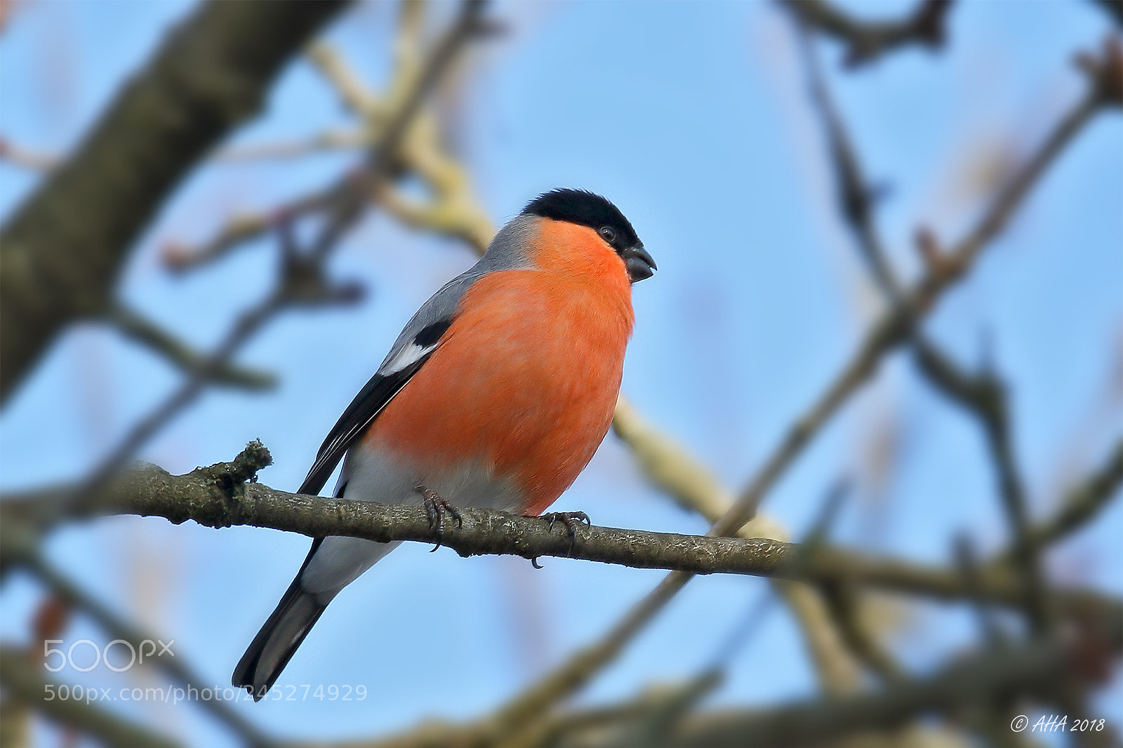 Canon EOS 7D Mark II sample photo. Bullfinch photography