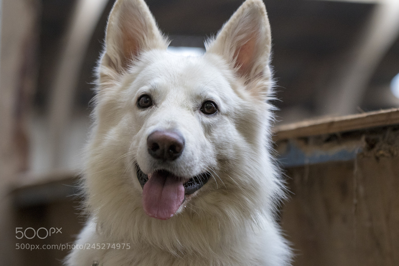 Canon EOS 7D Mark II sample photo. Dog photography