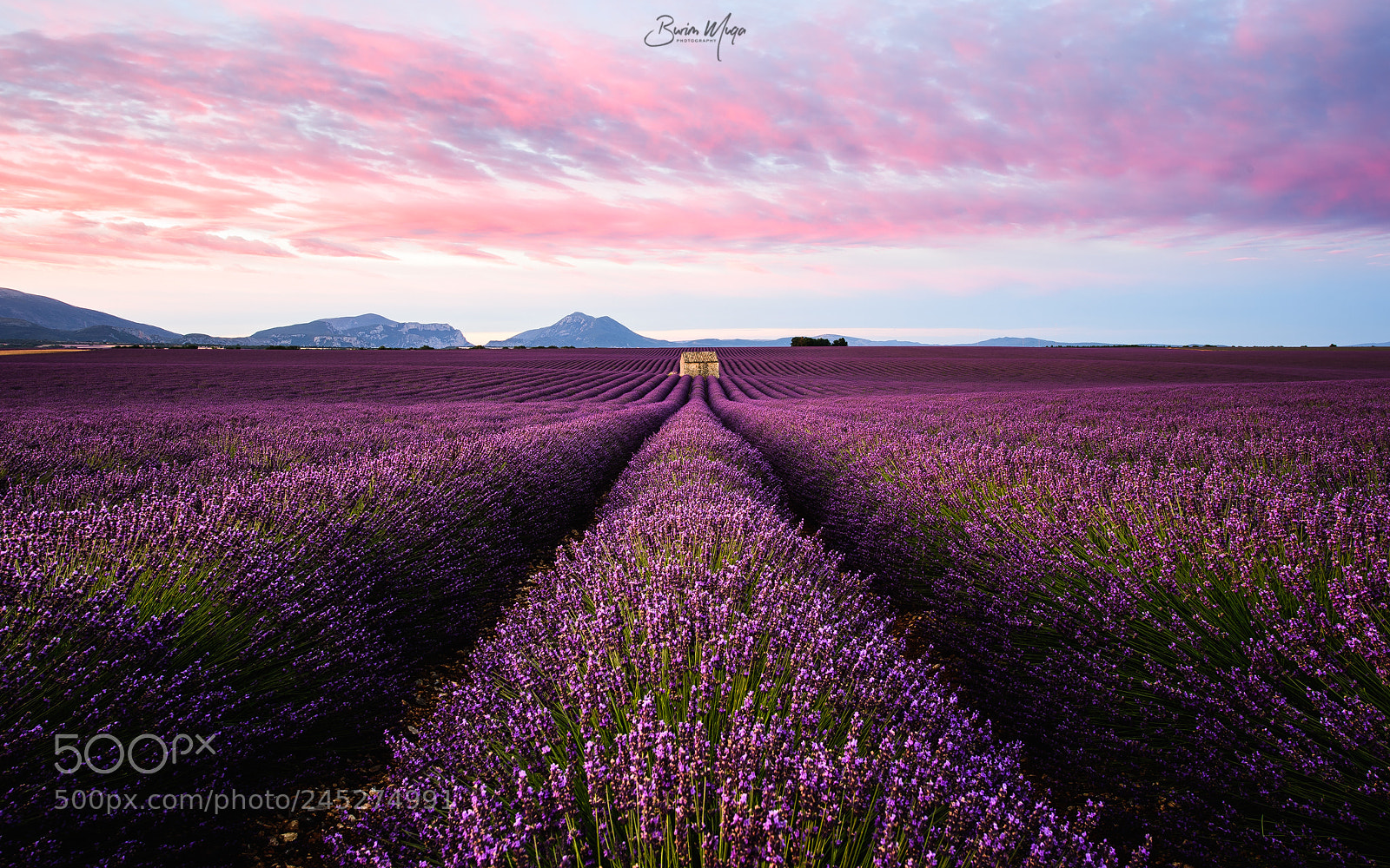 Nikon Df sample photo. Lavender morning photography