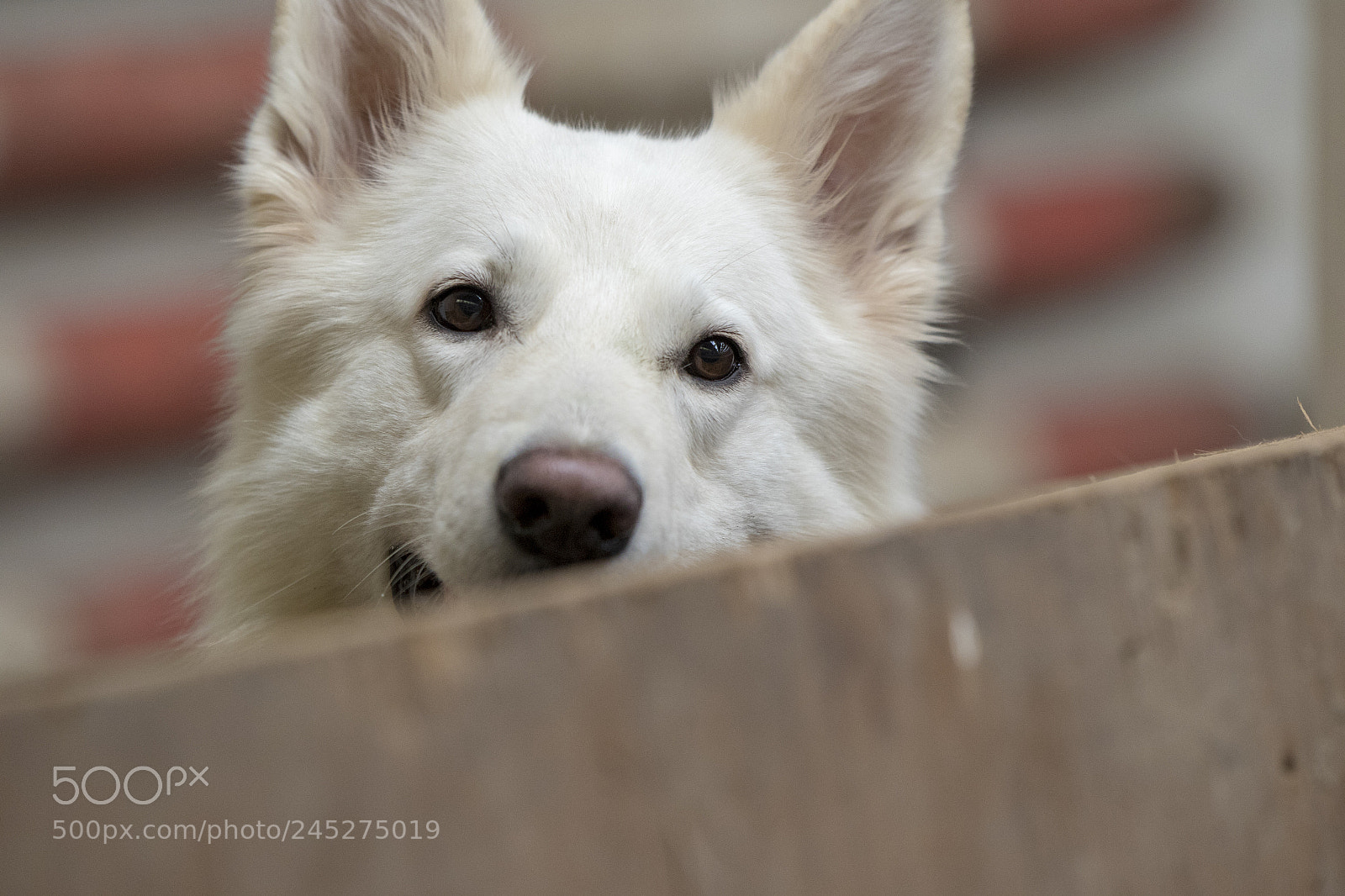 Canon EOS 7D Mark II sample photo. Dog photography