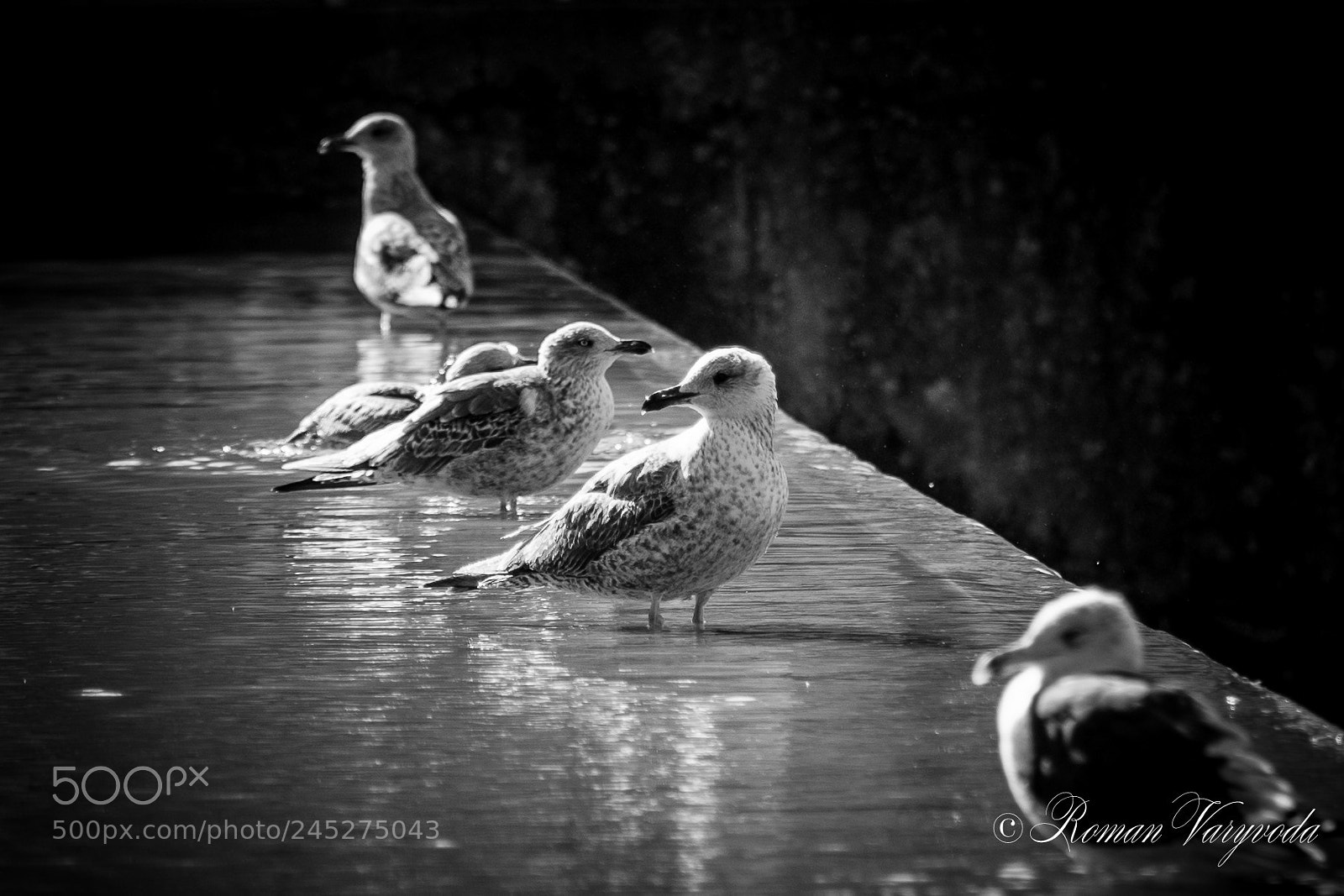 Nikon D7100 sample photo. Larus photography