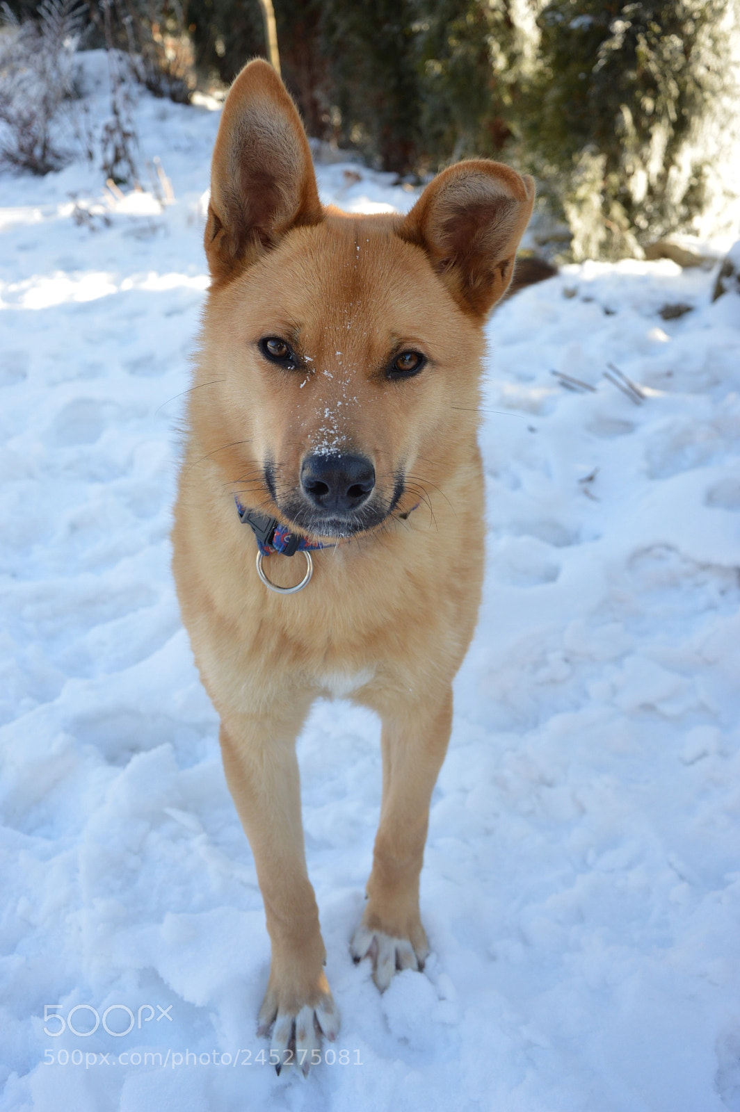 Nikon D3200 sample photo. The boss  :) photography