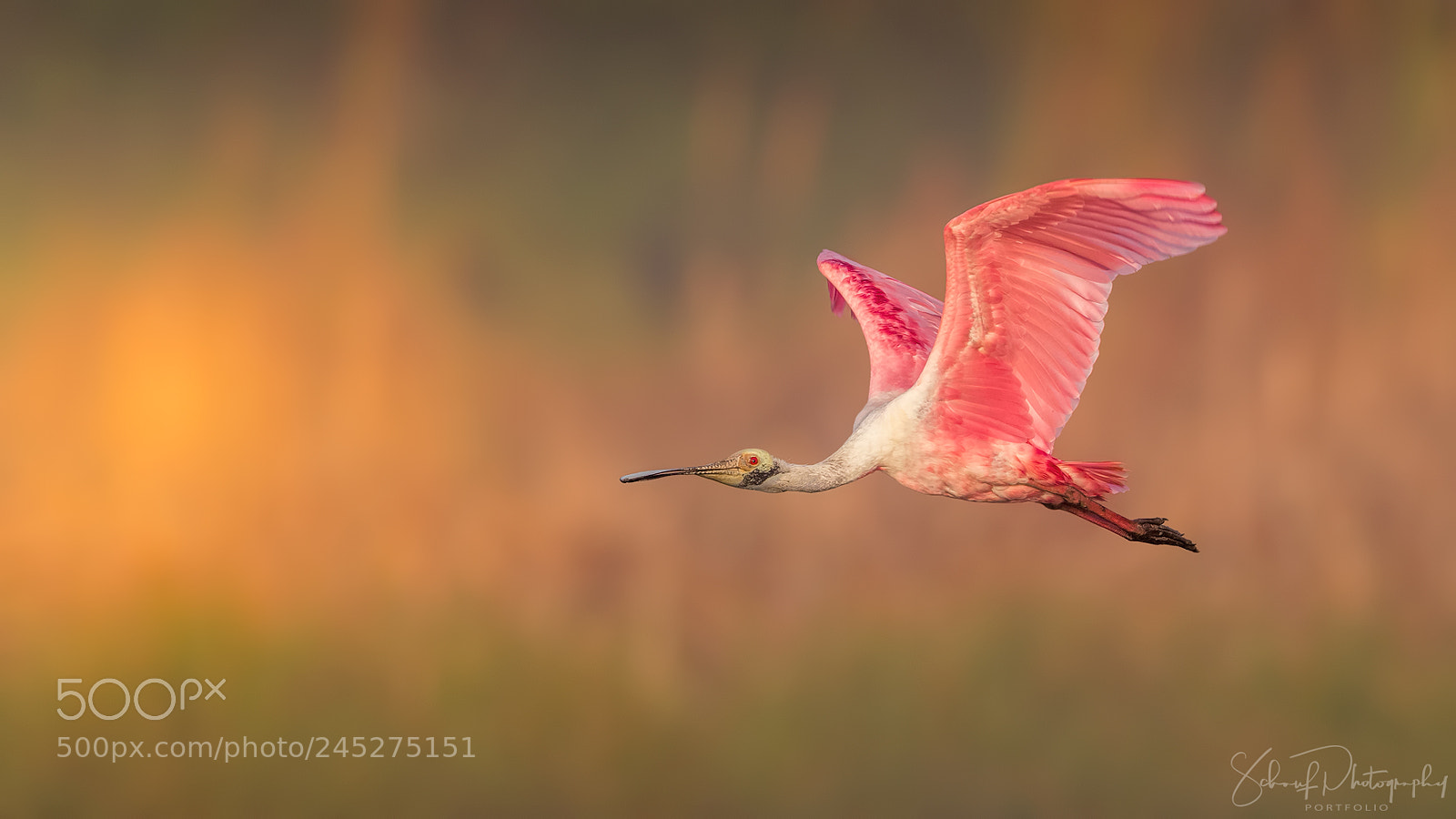 Canon EOS-1D X Mark II sample photo. Roseate spoonbill photography