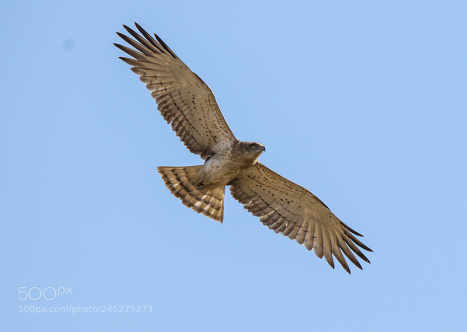 Canon EOS 7D Mark II sample photo. Short-toed snake-eagle  مارواریں بانز photography