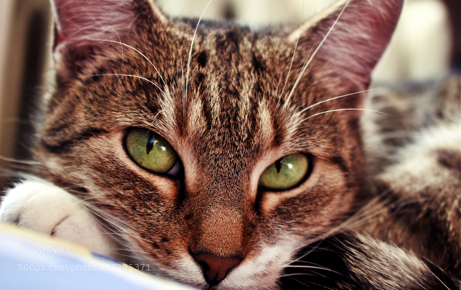 Nikon D3400 sample photo. Green eyes photography