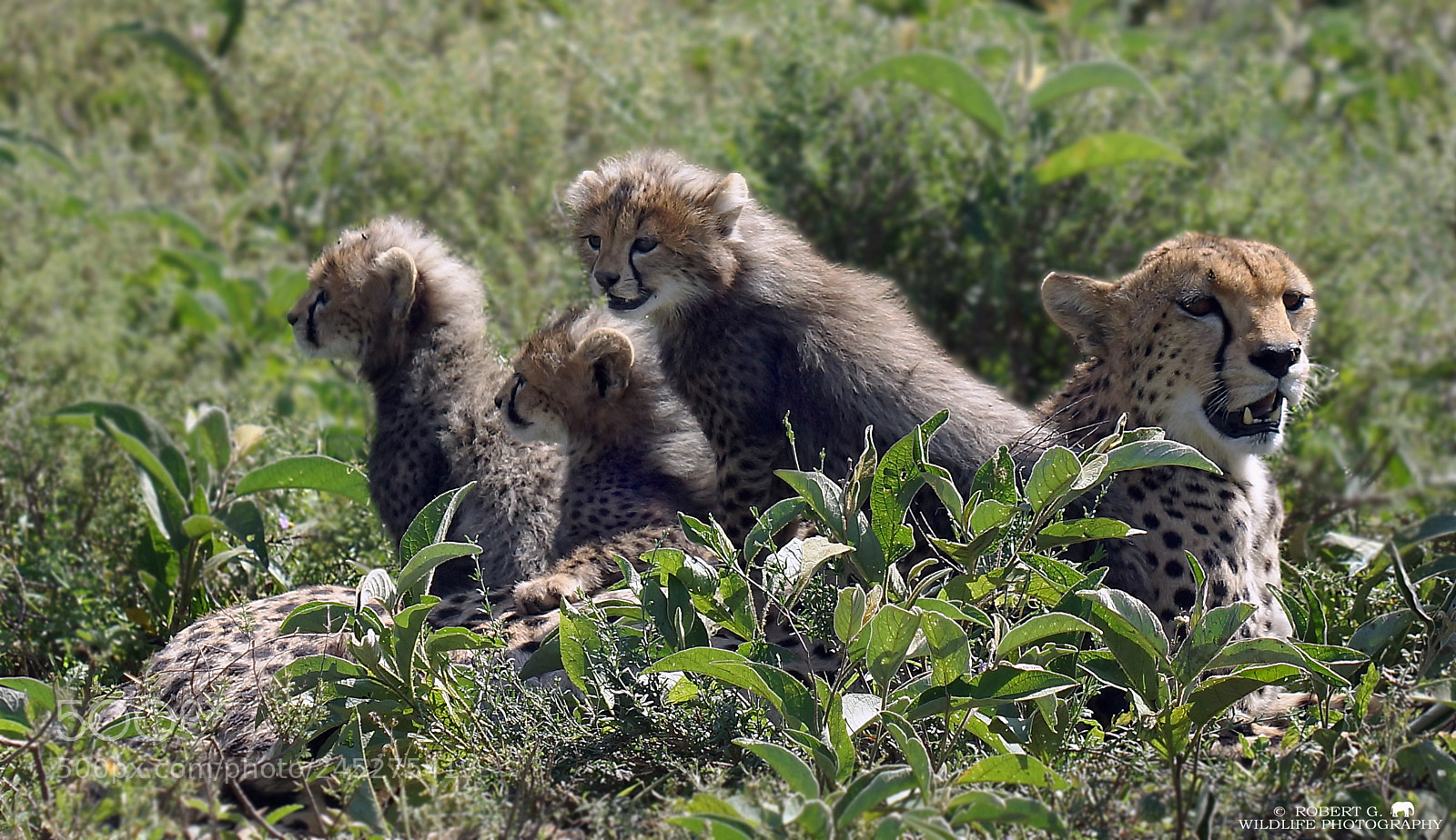 Sony SLT-A77 sample photo. Cheetah family photography
