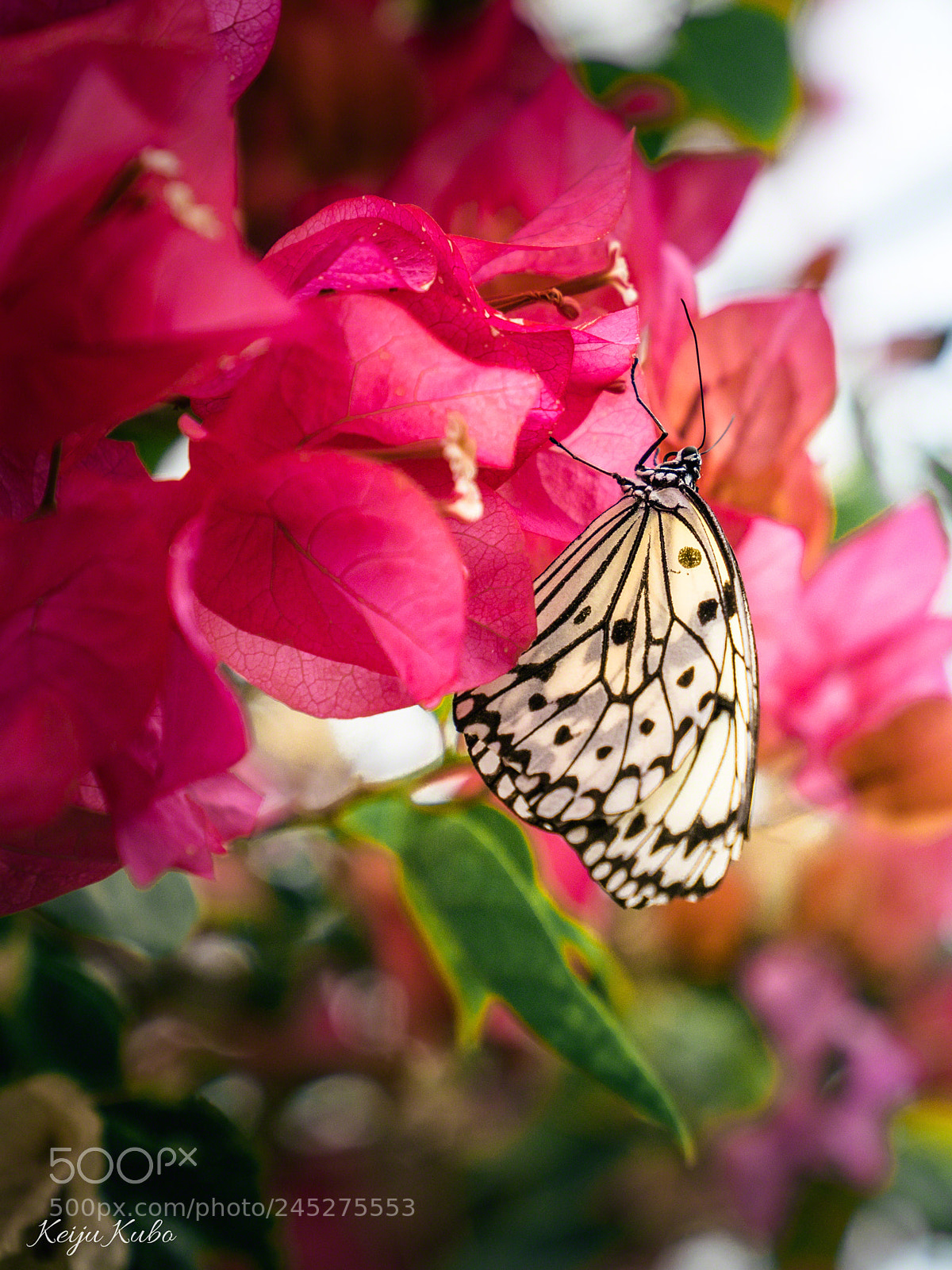 Sony a7R III sample photo. Play on pink photography