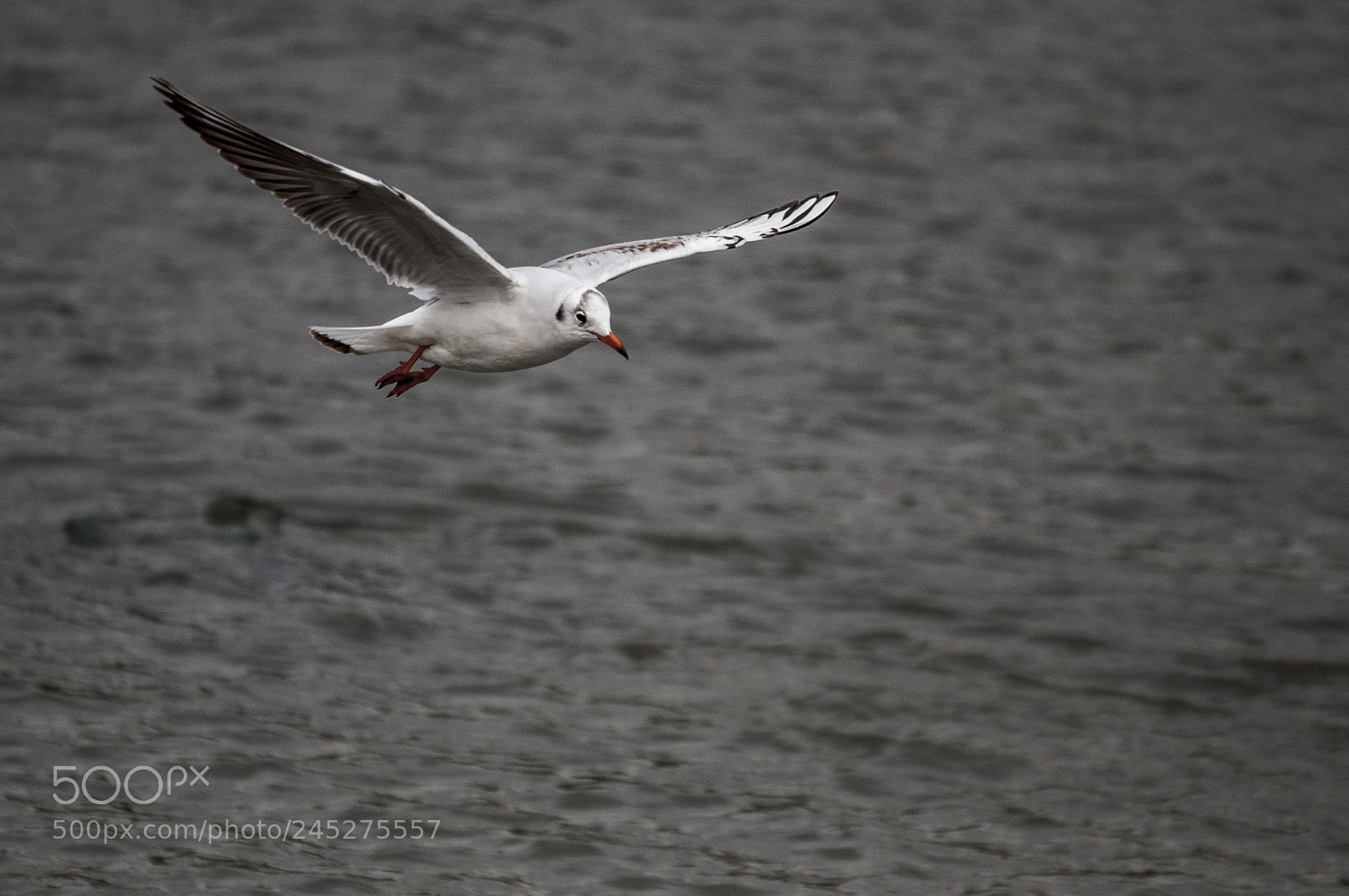 Nikon D90 sample photo. Alone sea bird photography