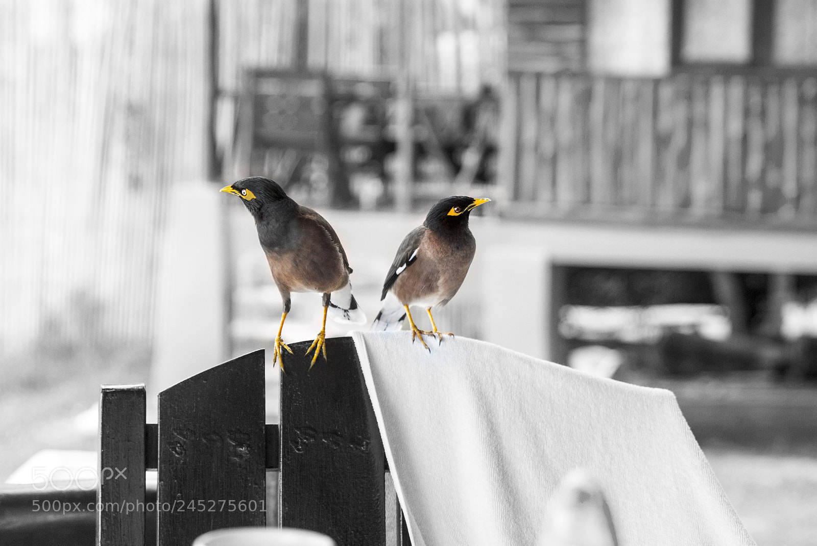 Nikon D3000 sample photo. Birds photography