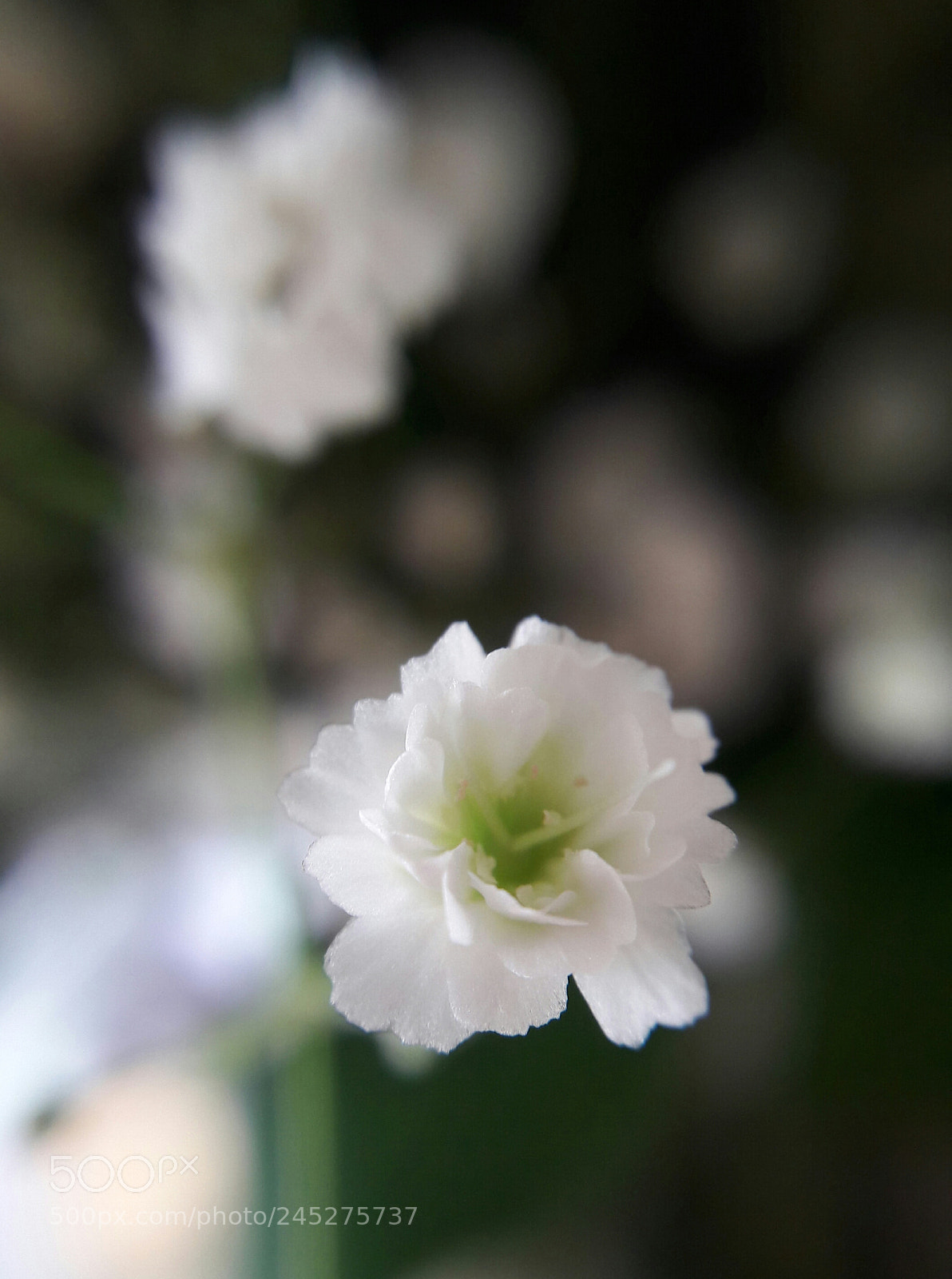 Samsung Galaxy J7 sample photo. Macro photography