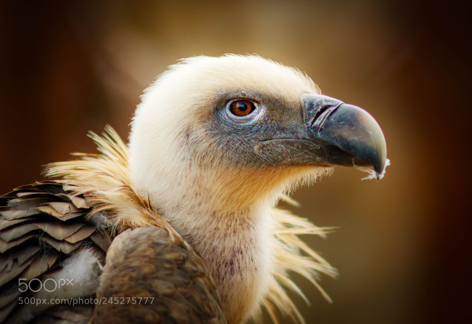 Nikon D800 sample photo. Cool vulture photography