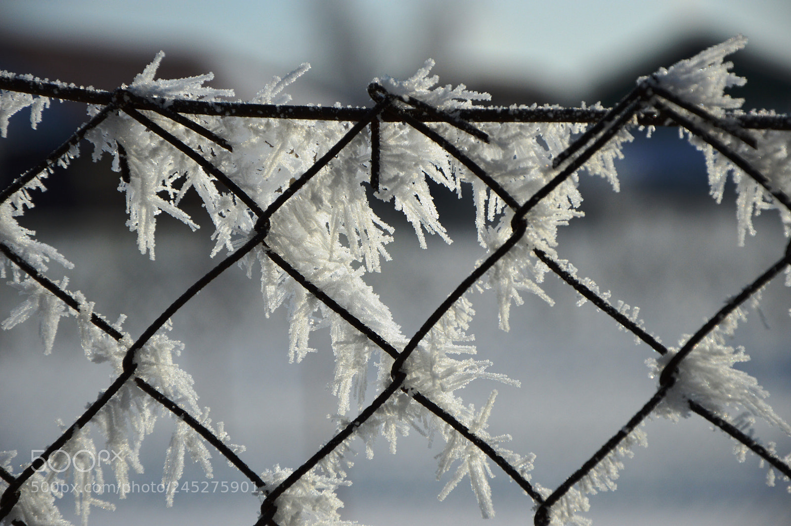 Nikon D3200 sample photo. Frozen photography