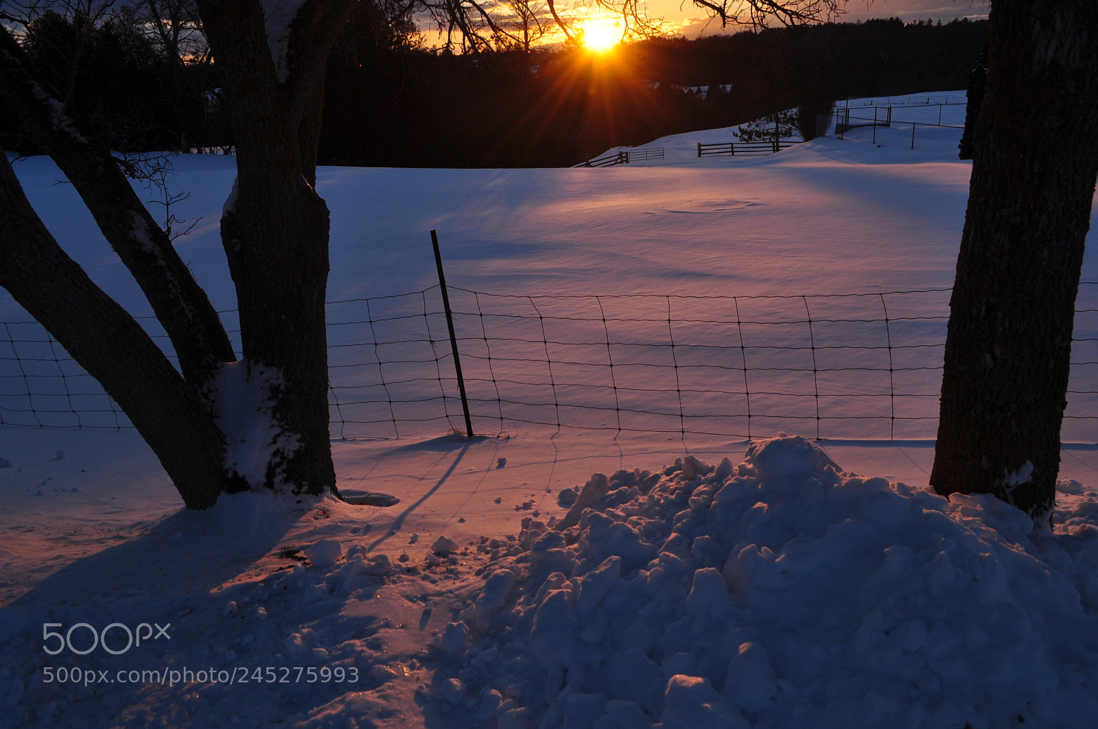 Nikon D5000 sample photo. The fence photography