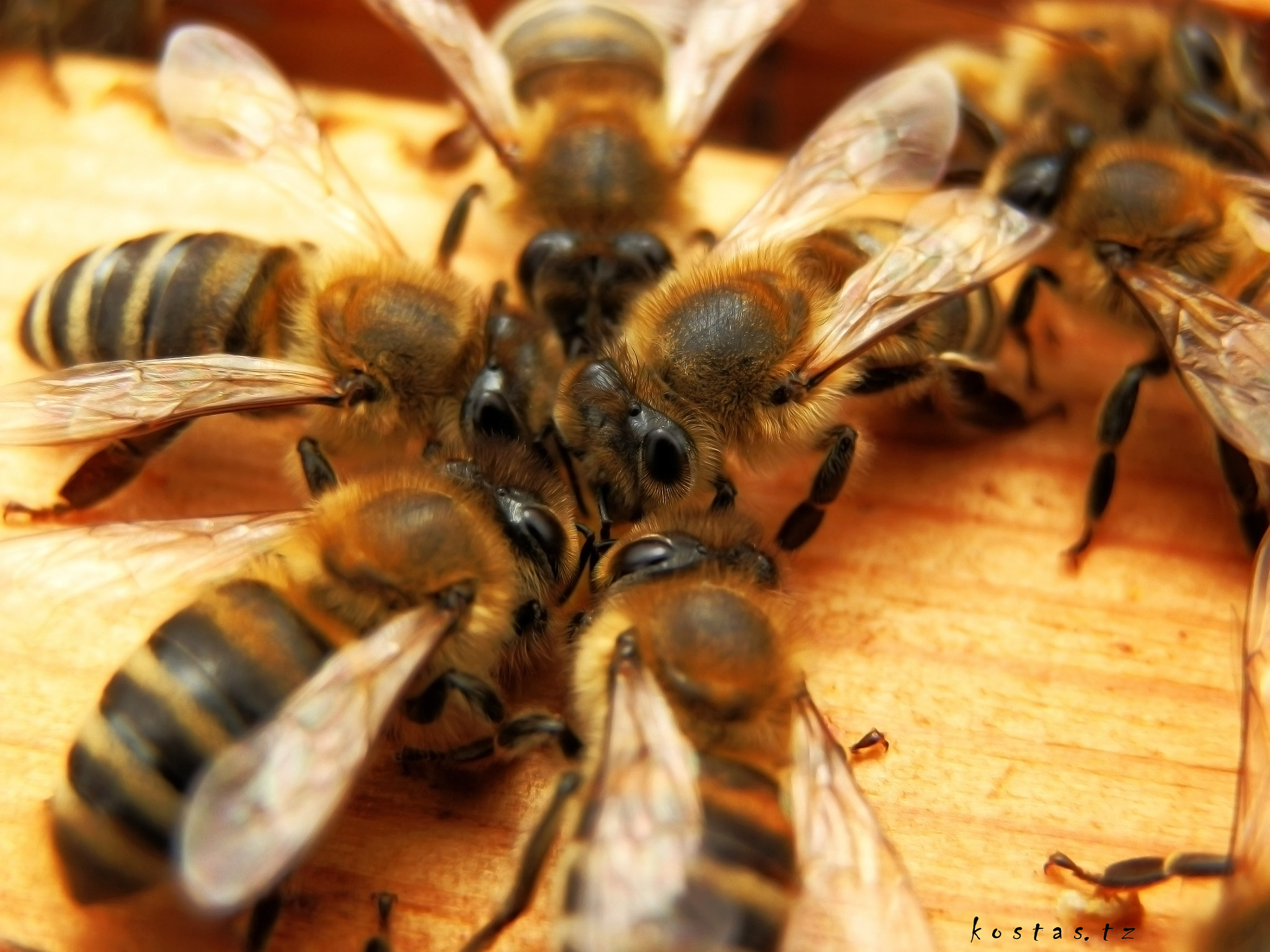 Olympus SZ-10 sample photo. Bees food! photography