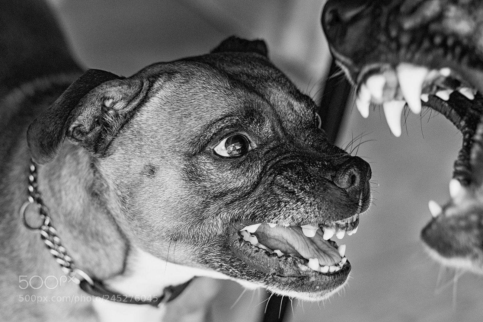 Nikon D610 sample photo. Poy en funky () photography