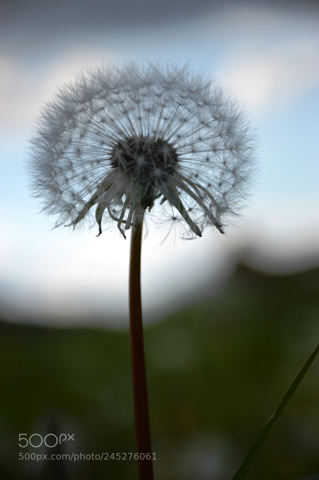 Nikon D3200 sample photo. Blowball2 photography