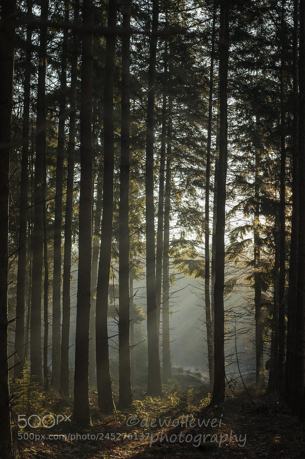 Canon EOS 7D Mark II sample photo. Winter walk photography
