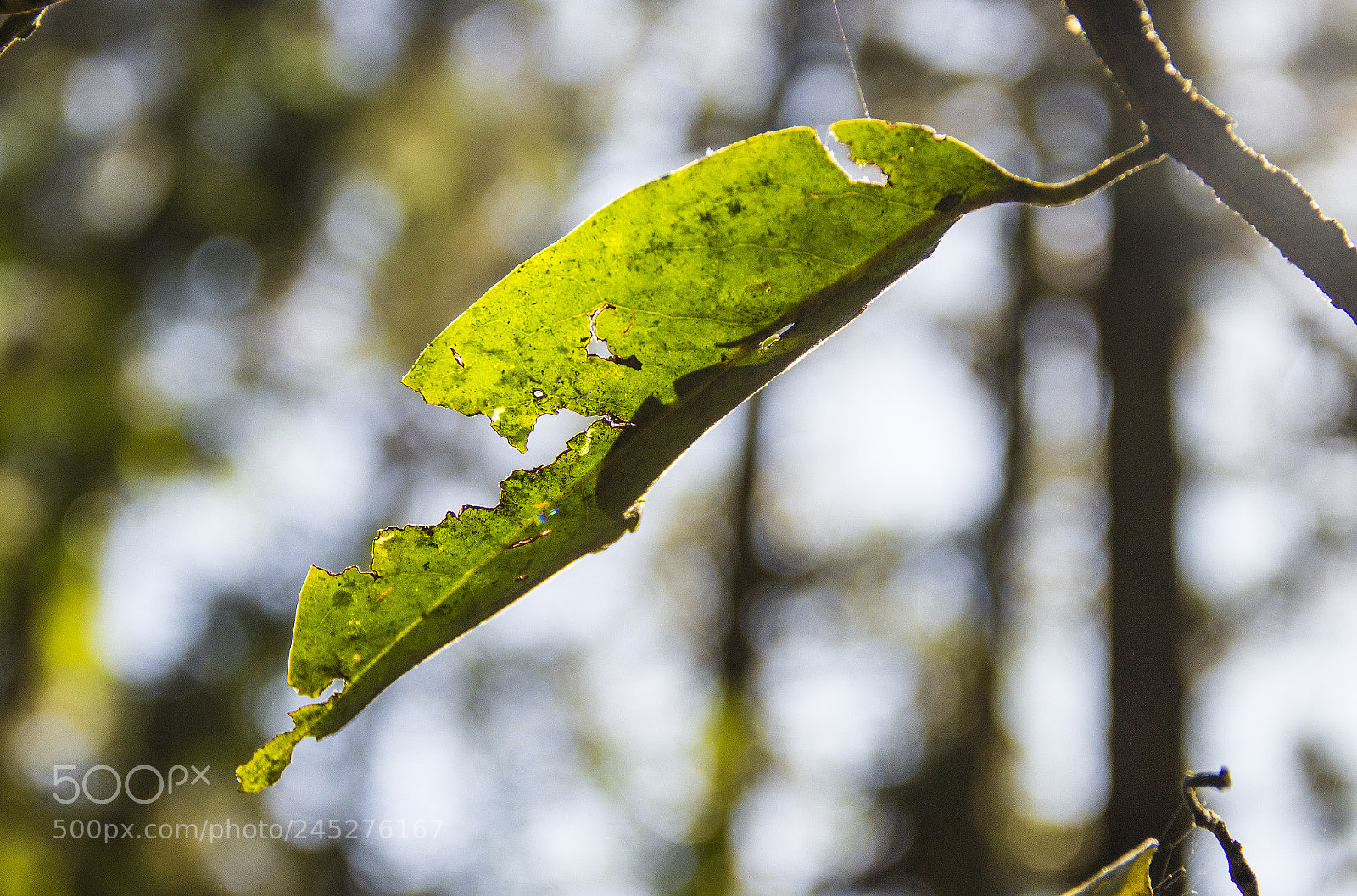 Canon EOS 600D (Rebel EOS T3i / EOS Kiss X5) sample photo. Campos do jord o photography