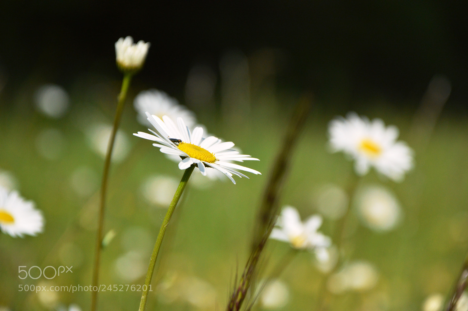 Nikon D3200 sample photo. May photography