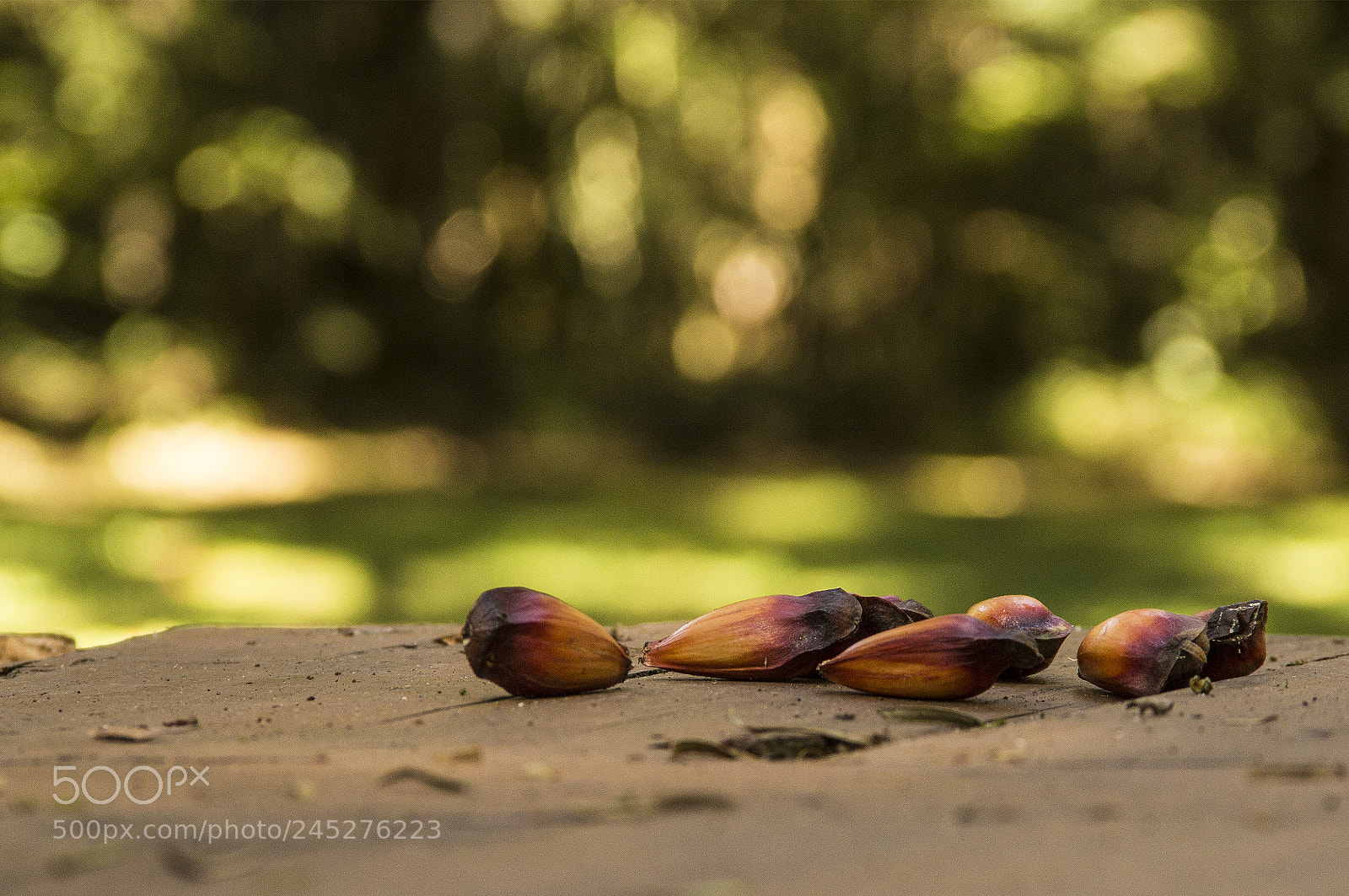 Canon EOS 600D (Rebel EOS T3i / EOS Kiss X5) sample photo. Campos do jord o photography