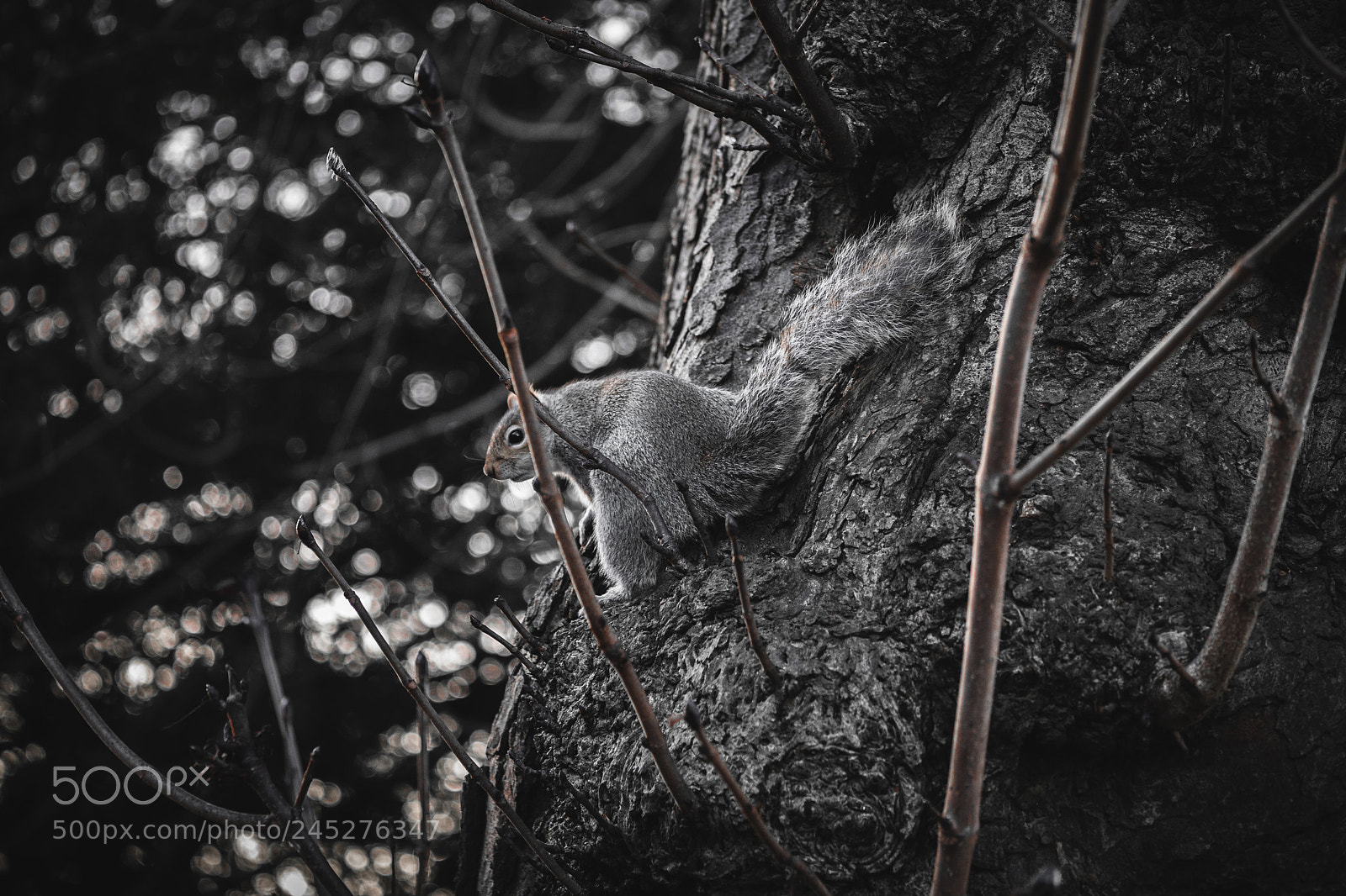 Sony a7 II sample photo. Squirrel photography