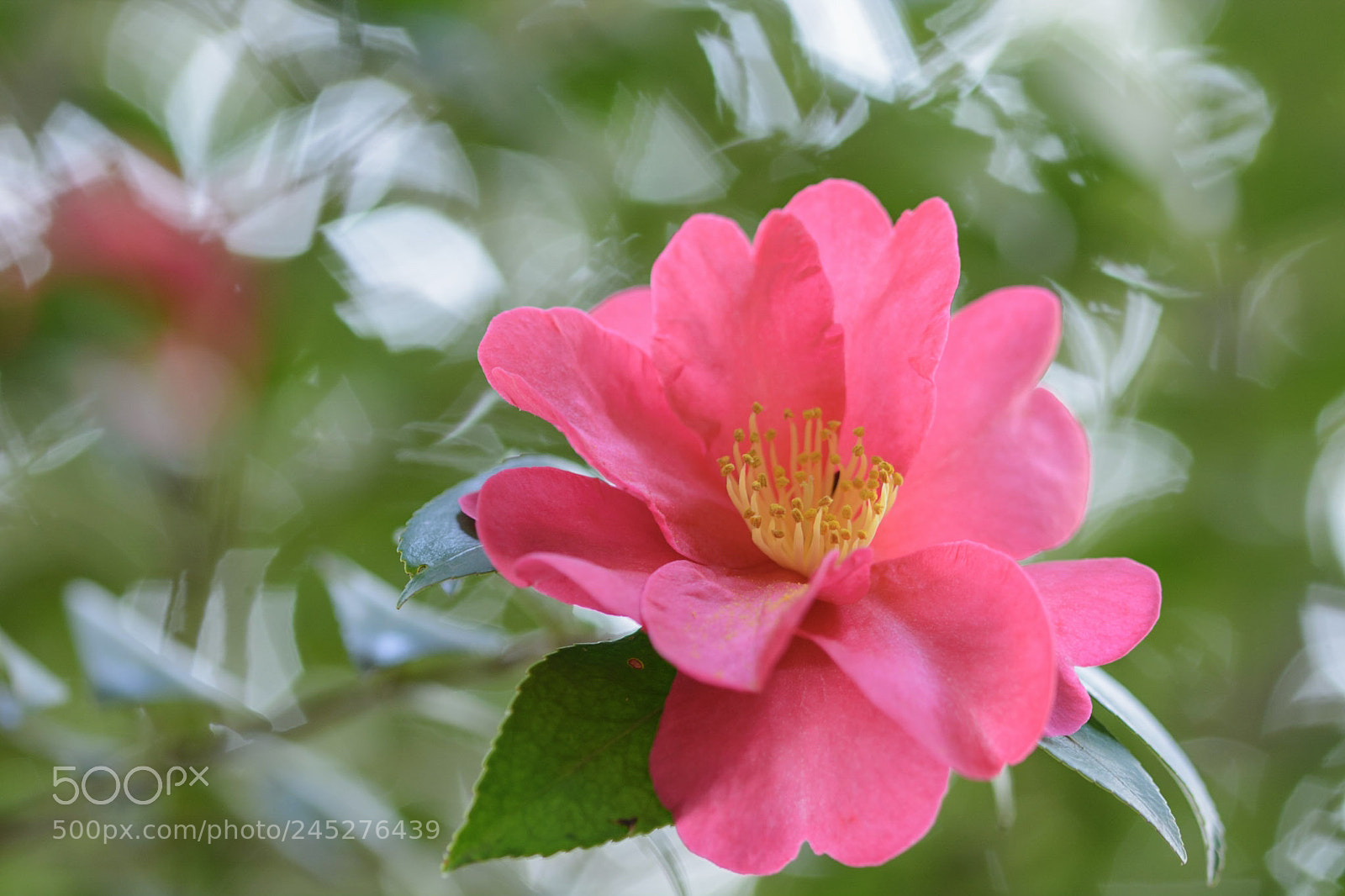 Nikon D7100 sample photo. Zawazawa photography