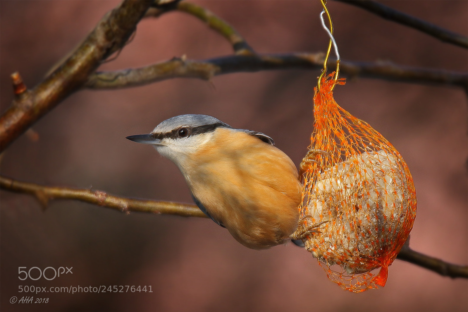 Canon EOS 7D Mark II sample photo. Eurasian nuthatch photography