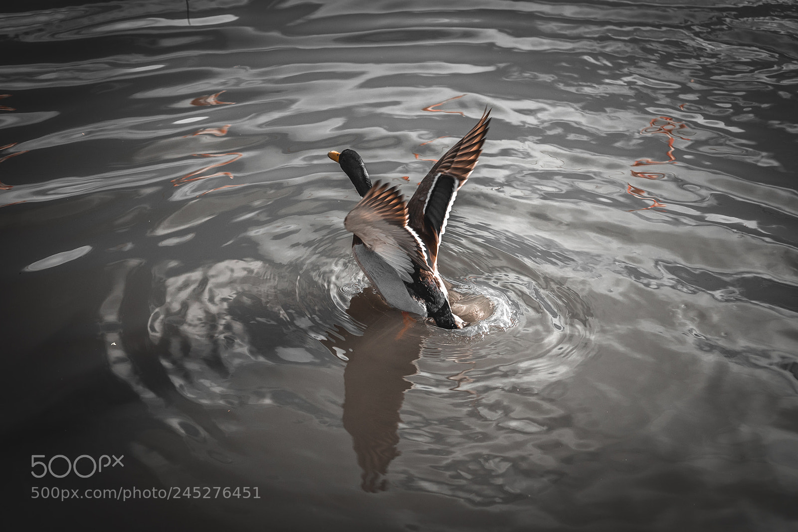 Sony a7 II sample photo. Duck photography