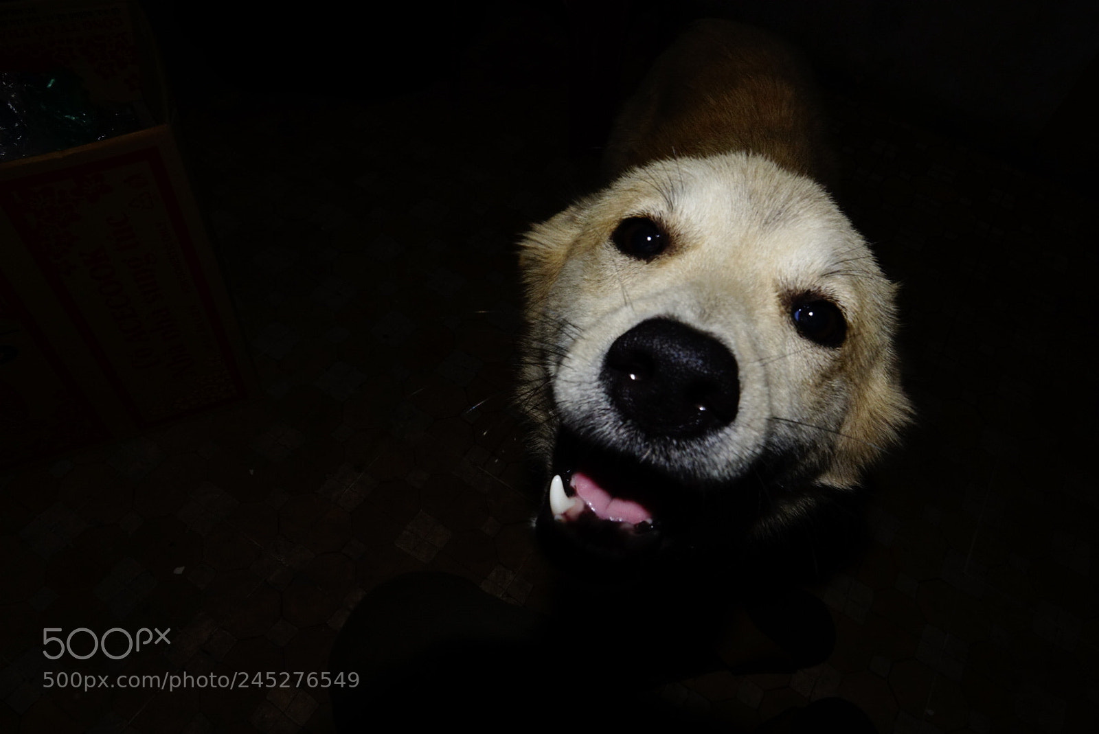Sony Cyber-shot DSC-RX10 III sample photo. Kute dog photography