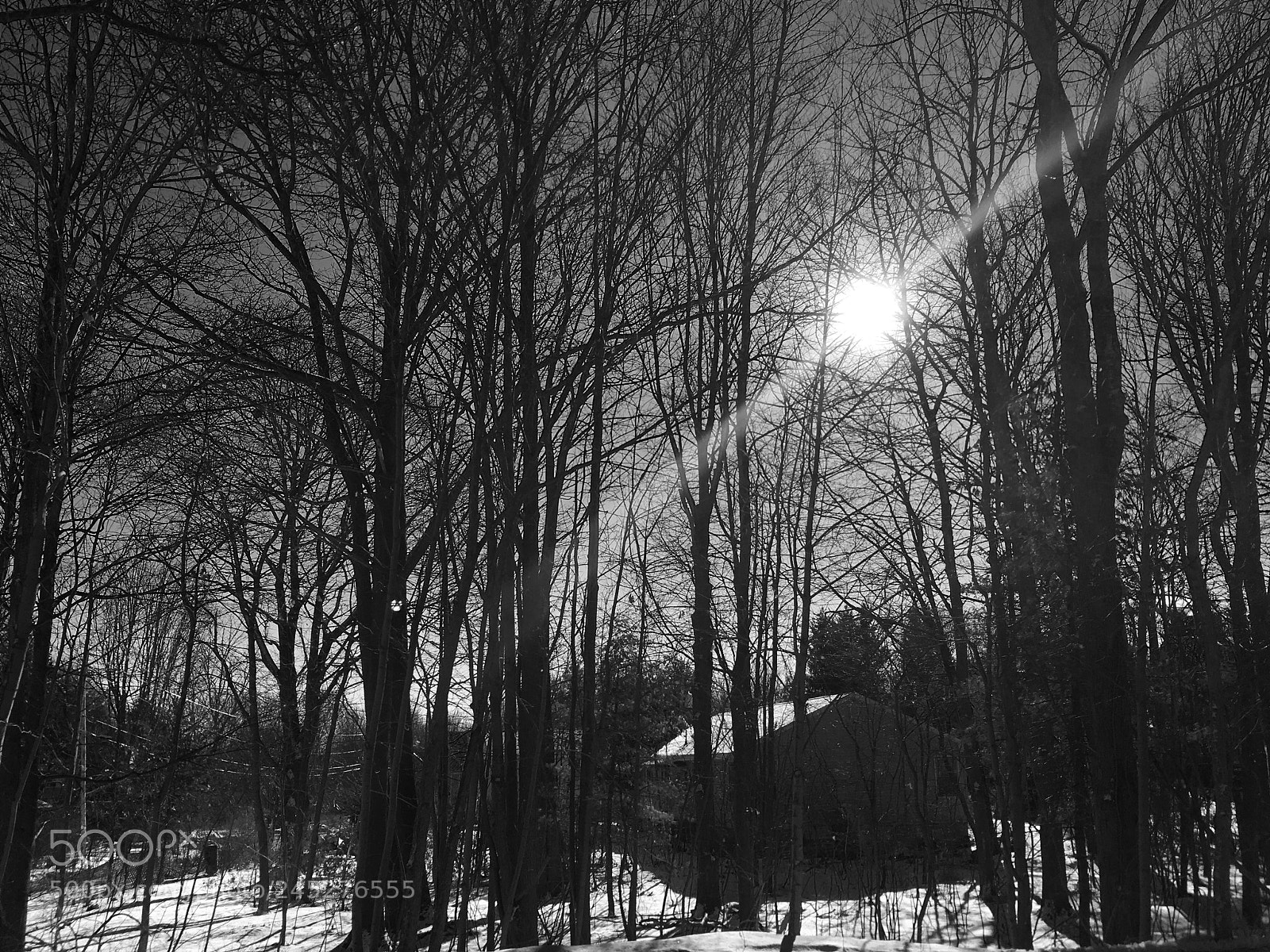 Apple iPhone 6s Plus sample photo. Winter woods photography