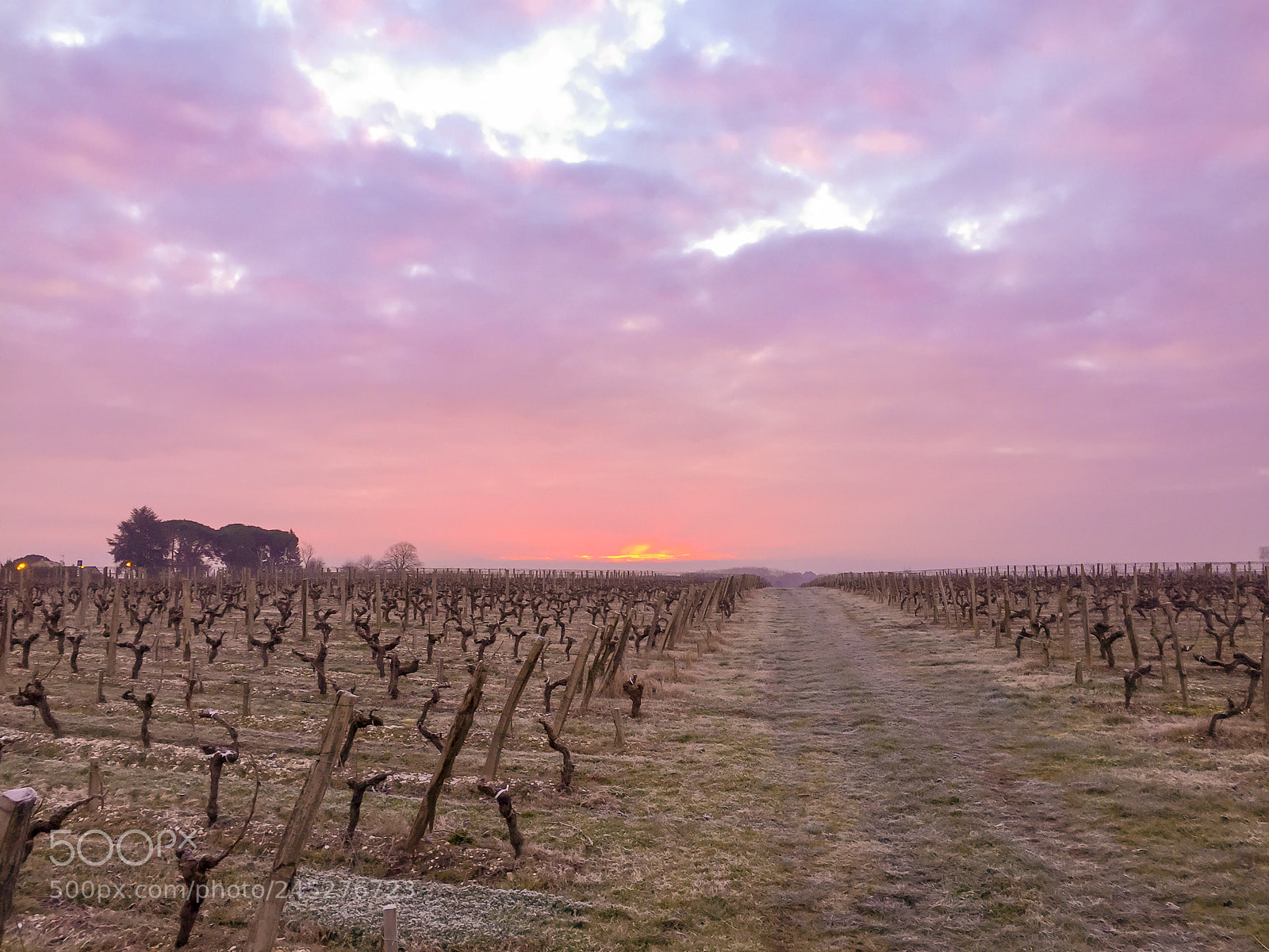 Apple iPhone 6 sample photo. Sauternes photography